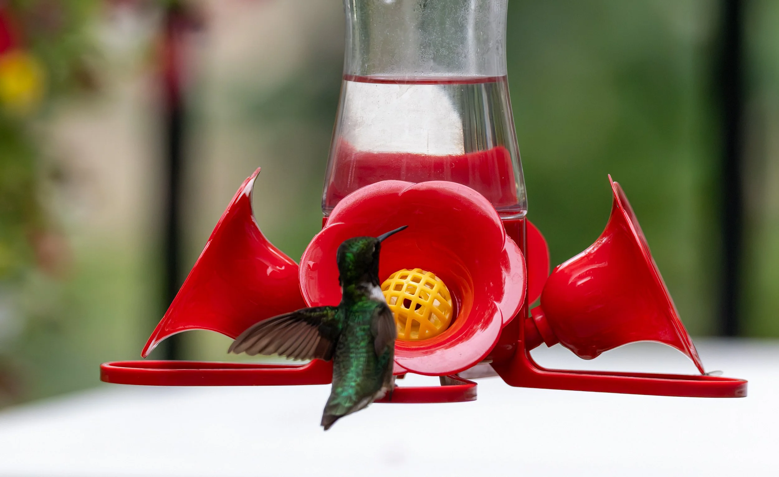 6H5A2995-Edit.jpg