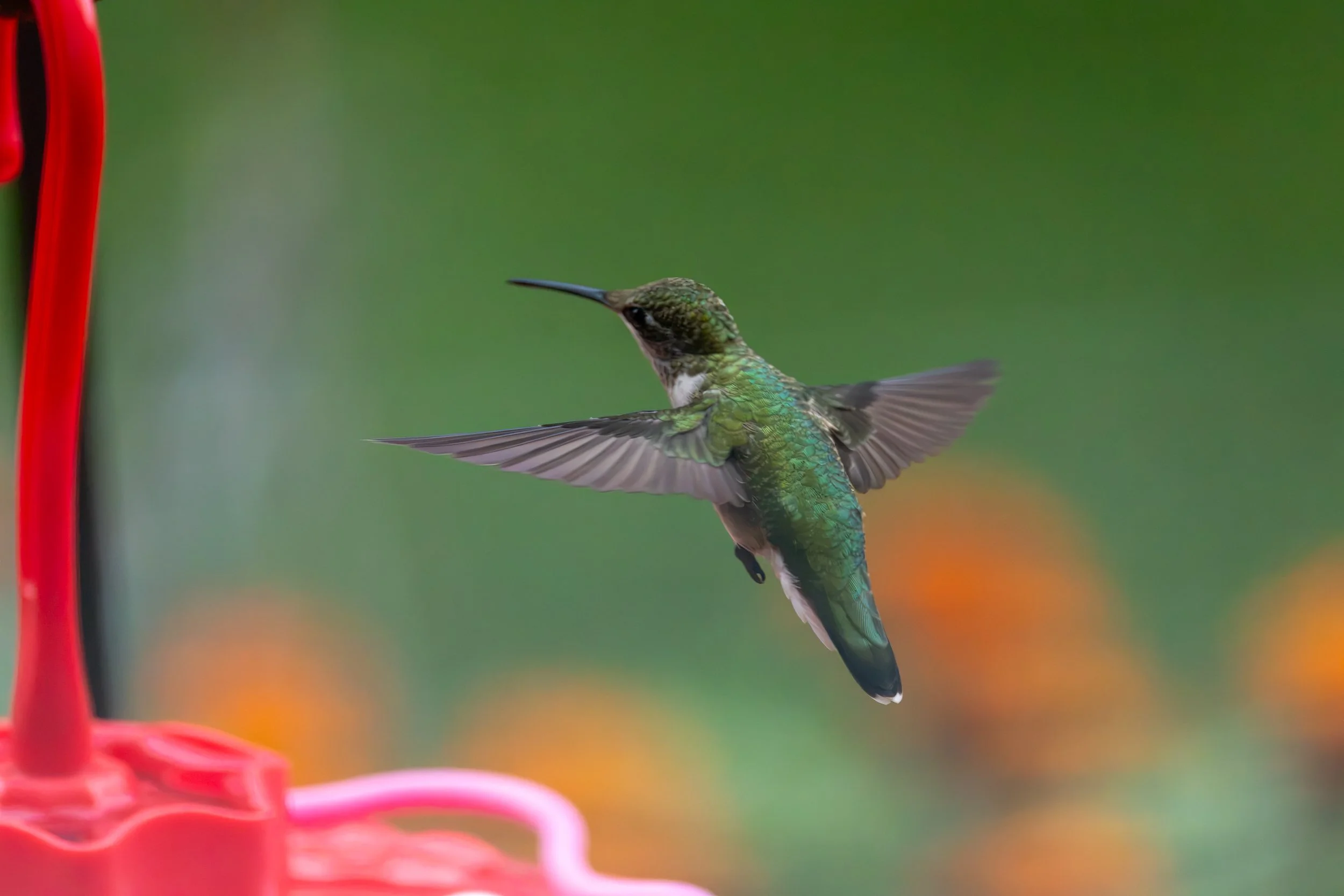 6H5A3132-Edit.jpg