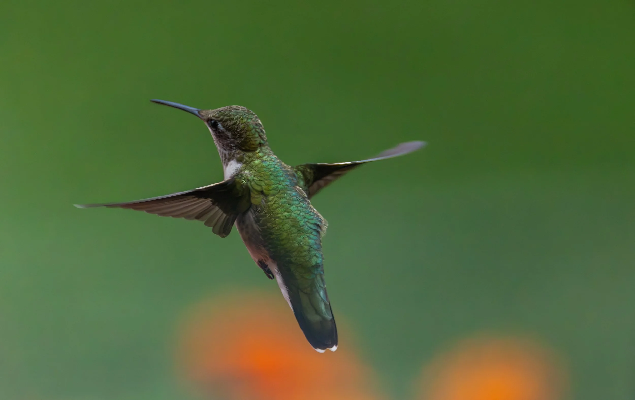 6H5A3149-Edit.jpg
