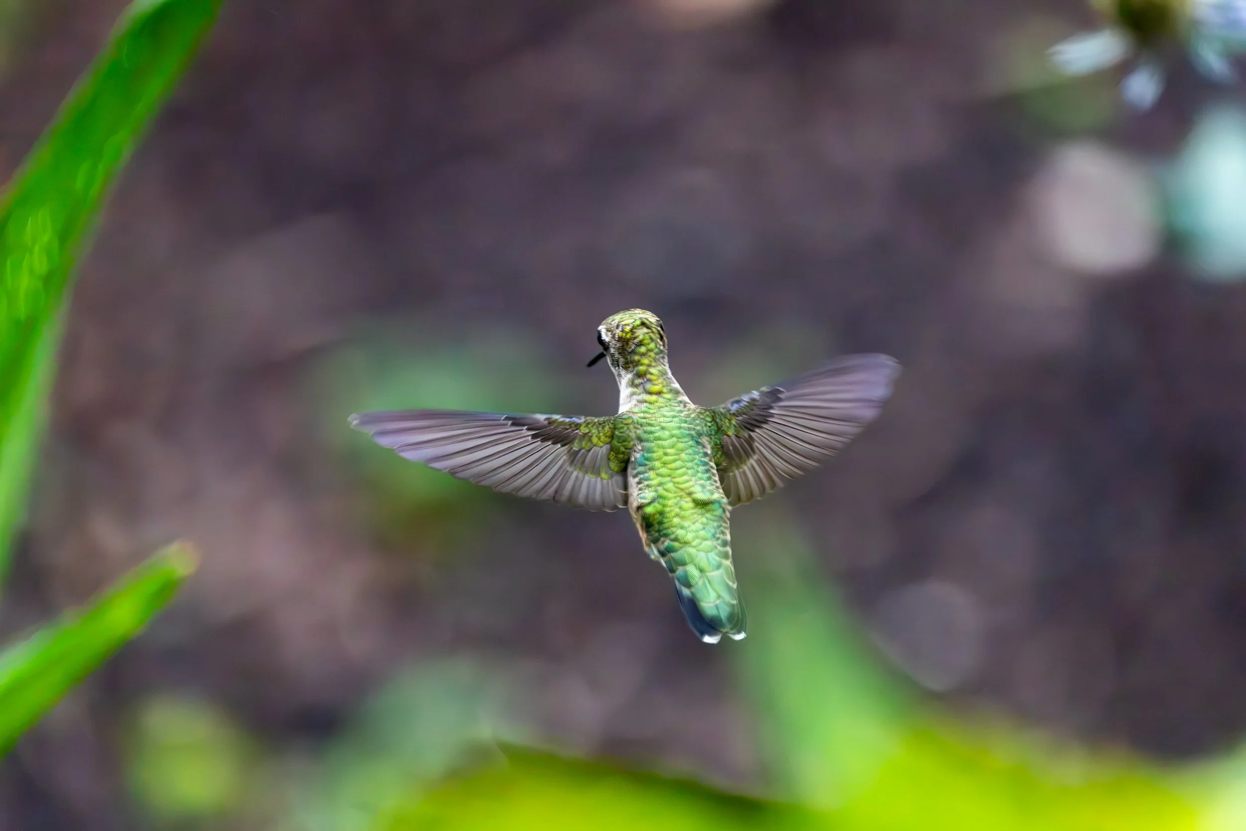 6H5A3211-Edit.jpg