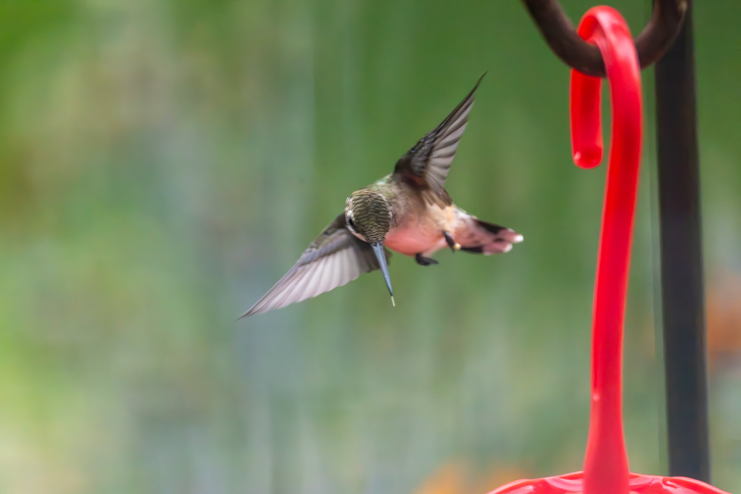 6H5A3228-Edit.jpg