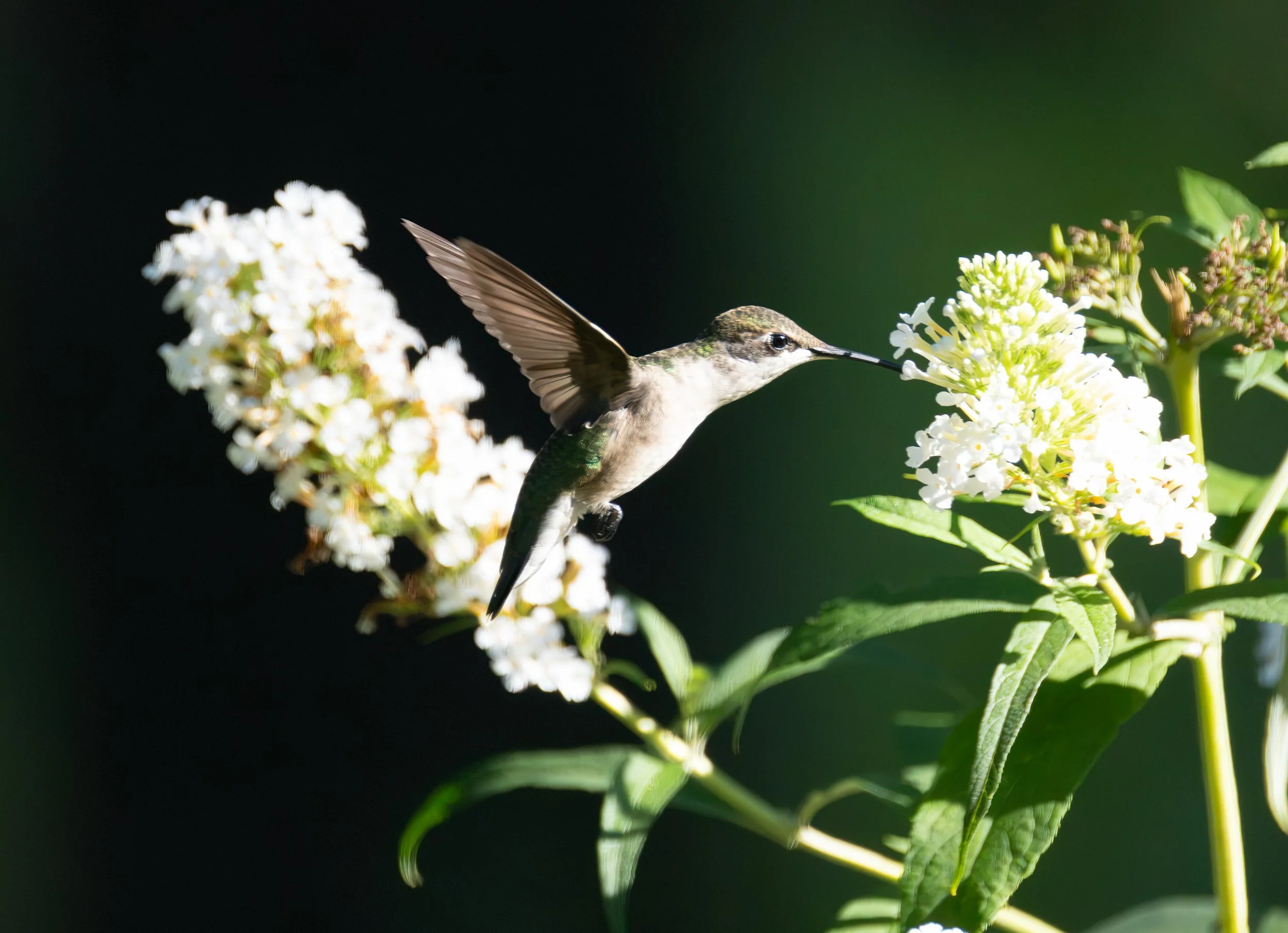 6H5A3272-Edit.jpg