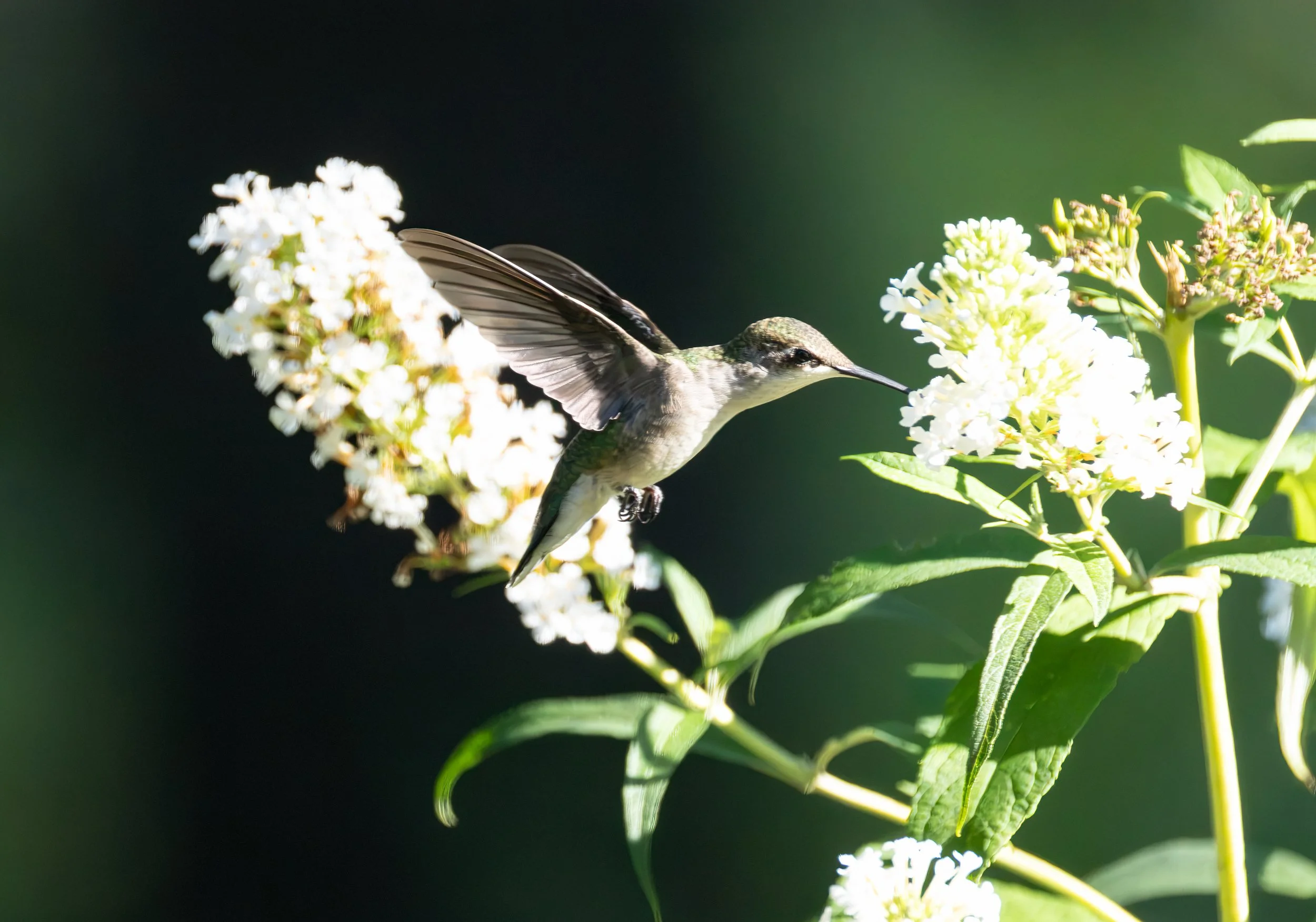6H5A3276-Edit.jpg