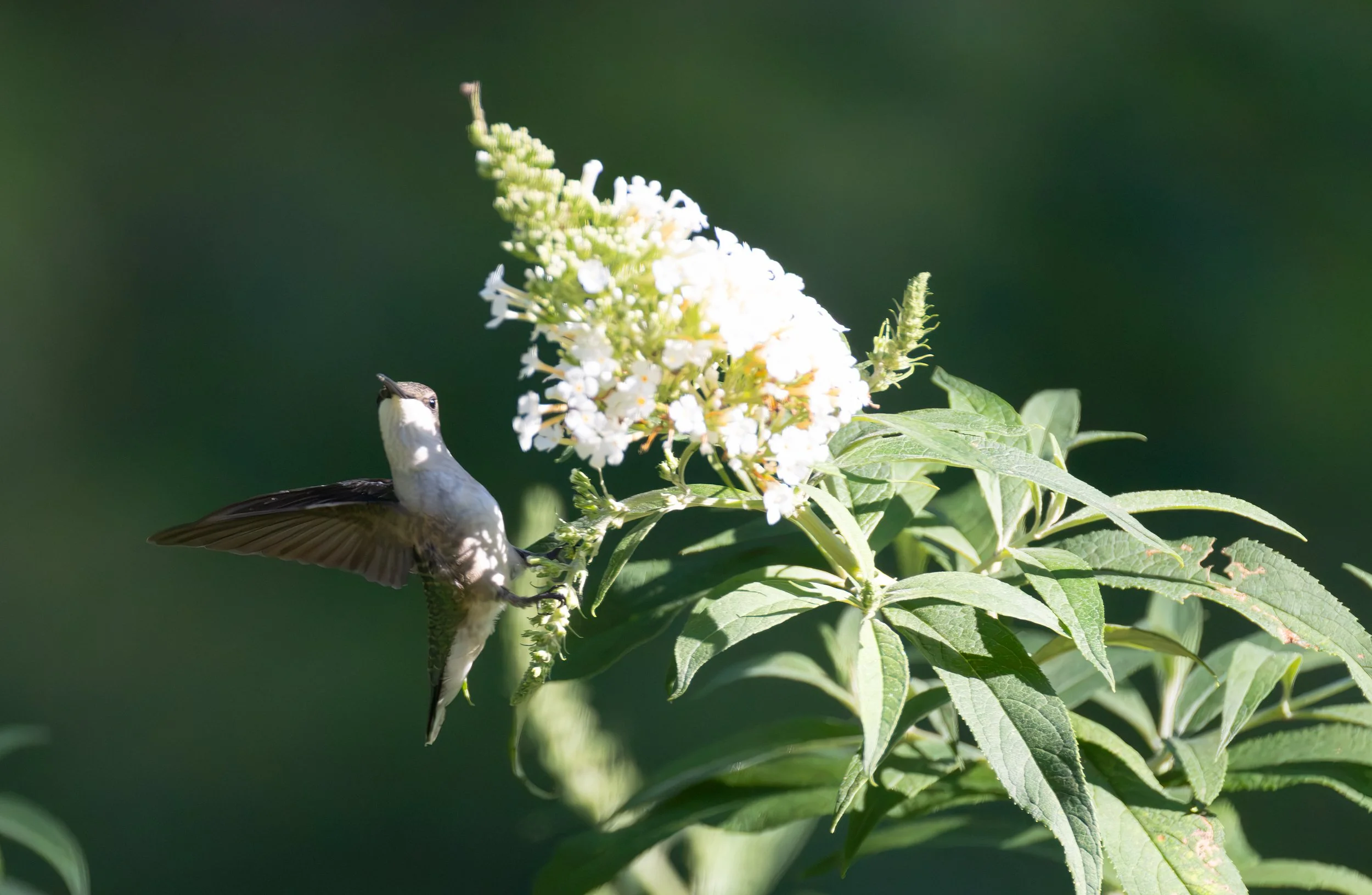6H5A3319-Edit.jpg