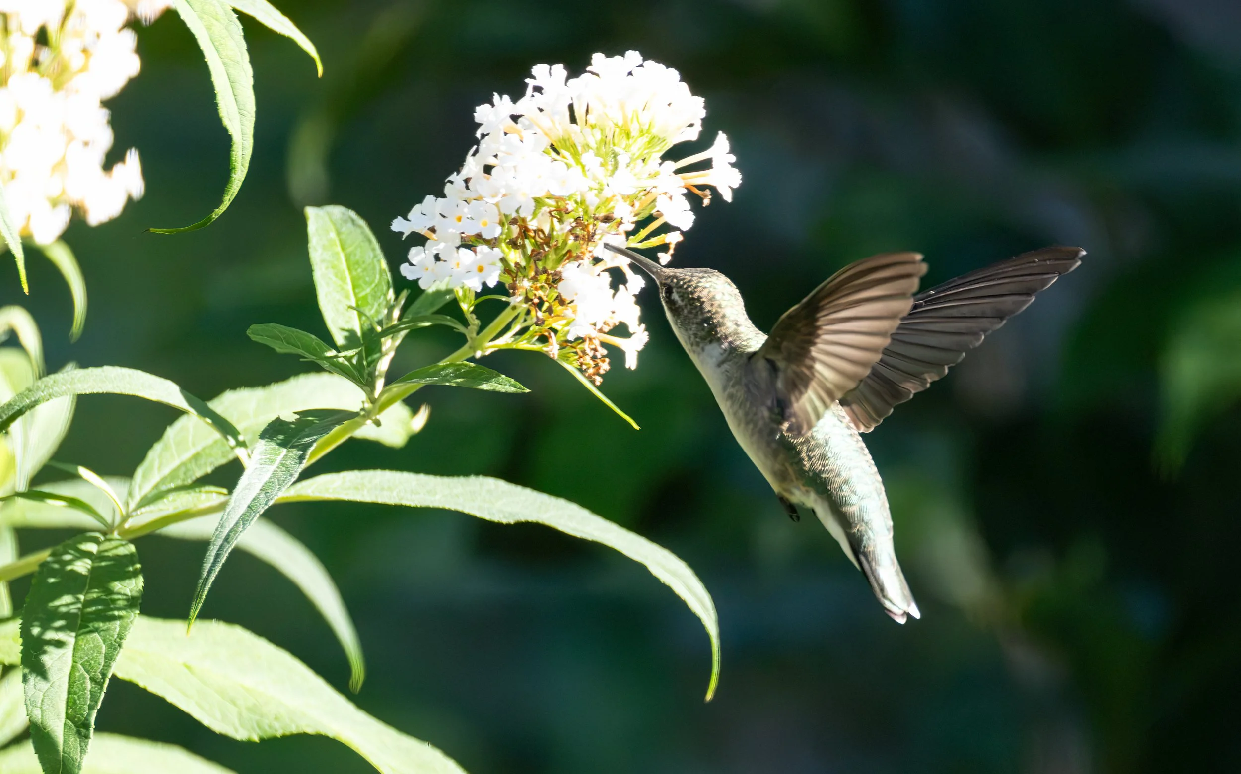 6H5A3372-Edit.jpg