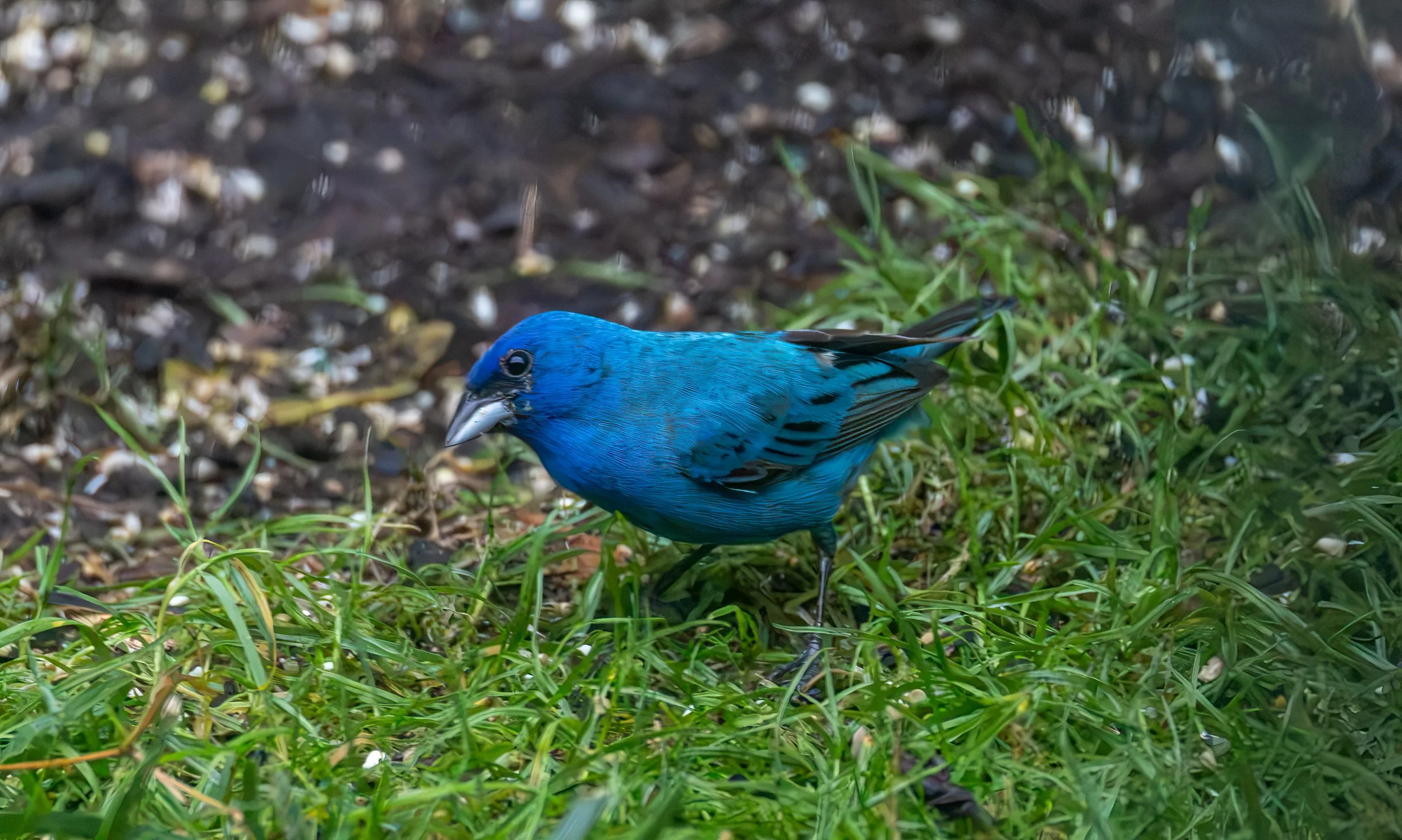 6H5A3450-Edit.jpg