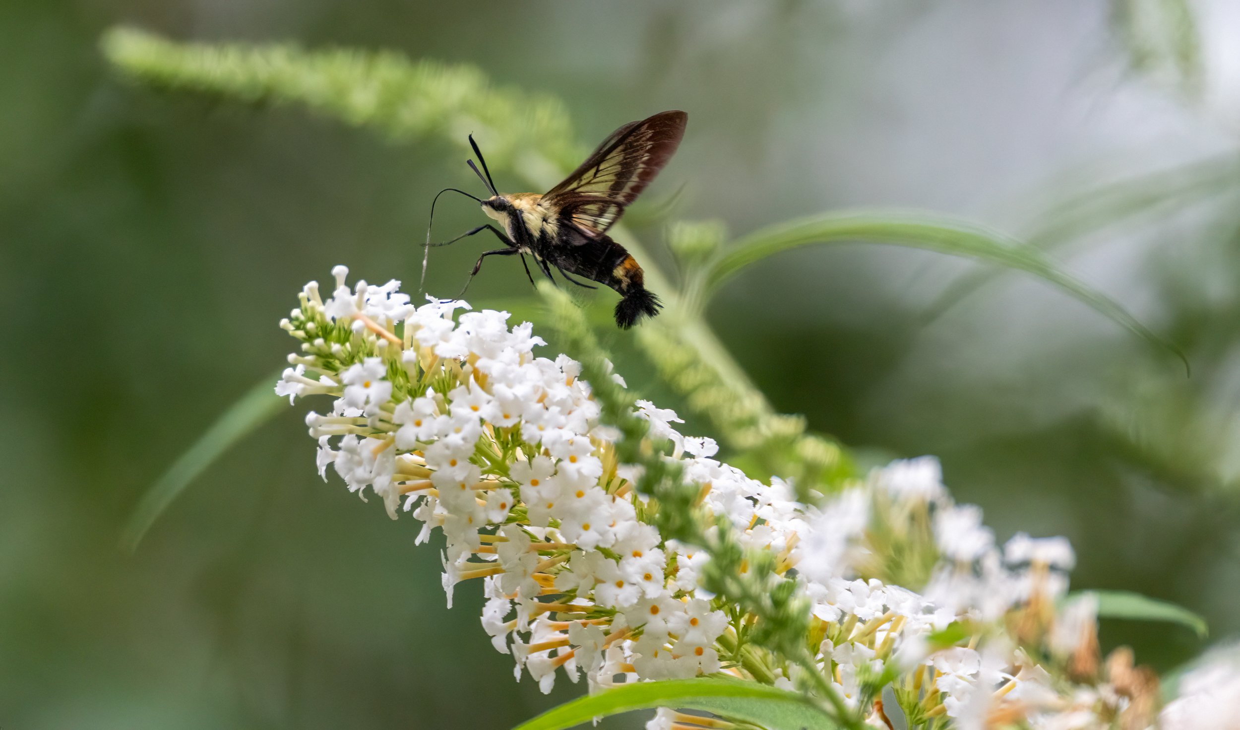 6H5A3743-Edit.jpg