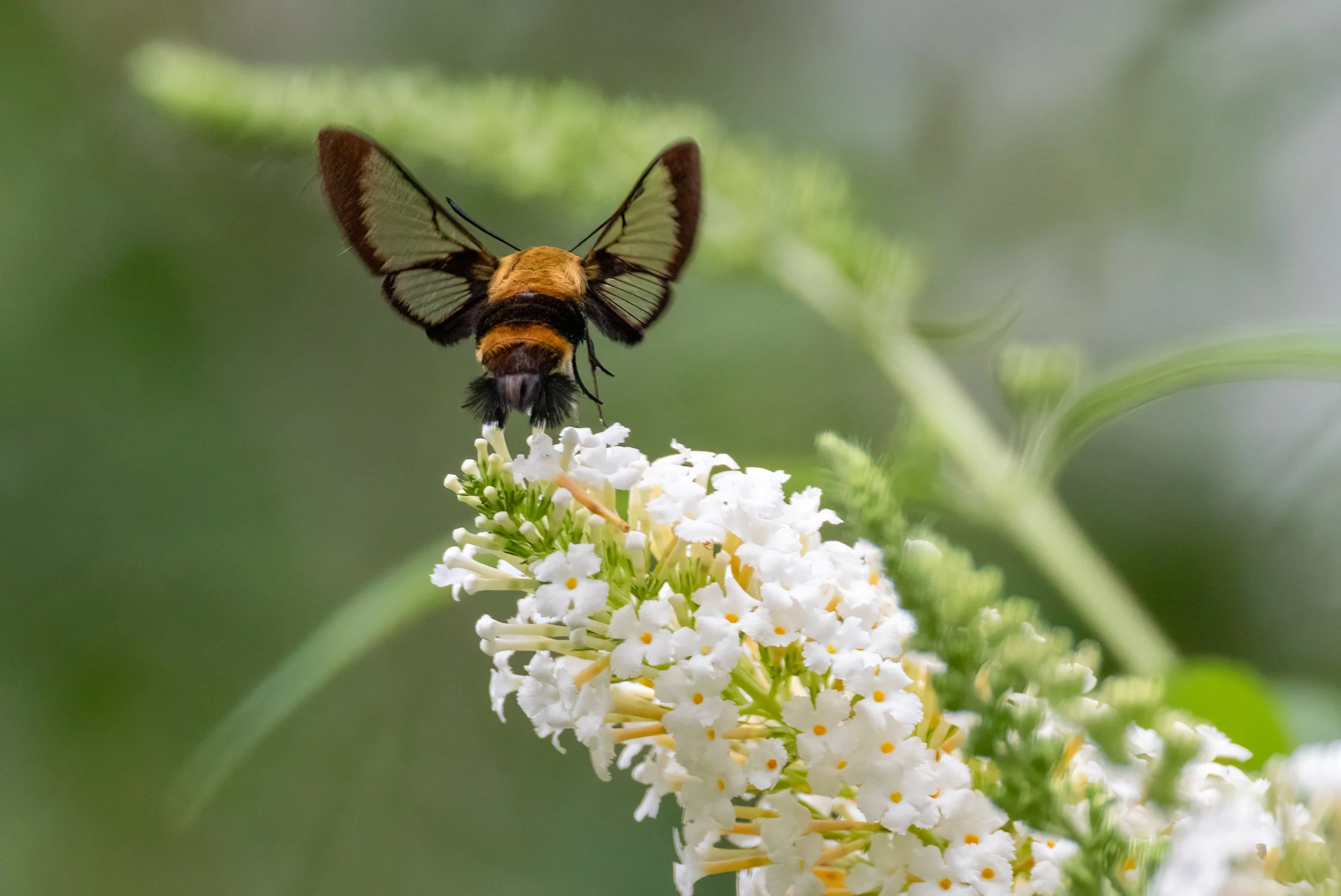 6H5A3745-Edit.jpg