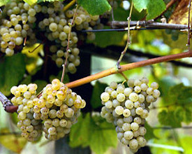 albarino_grapes_in_moderate_priced_wine.jpg