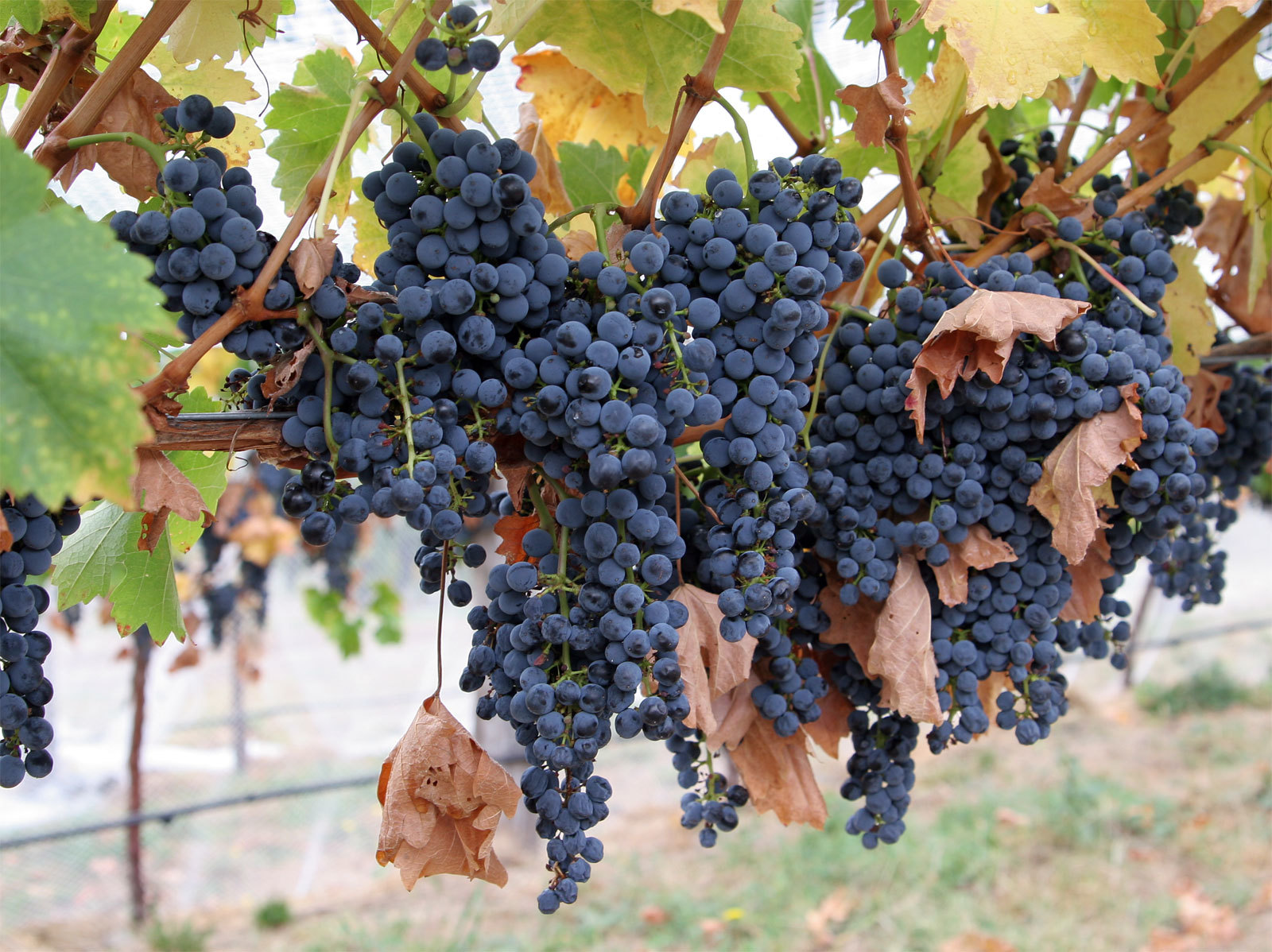 Wine_grapes08.jpg