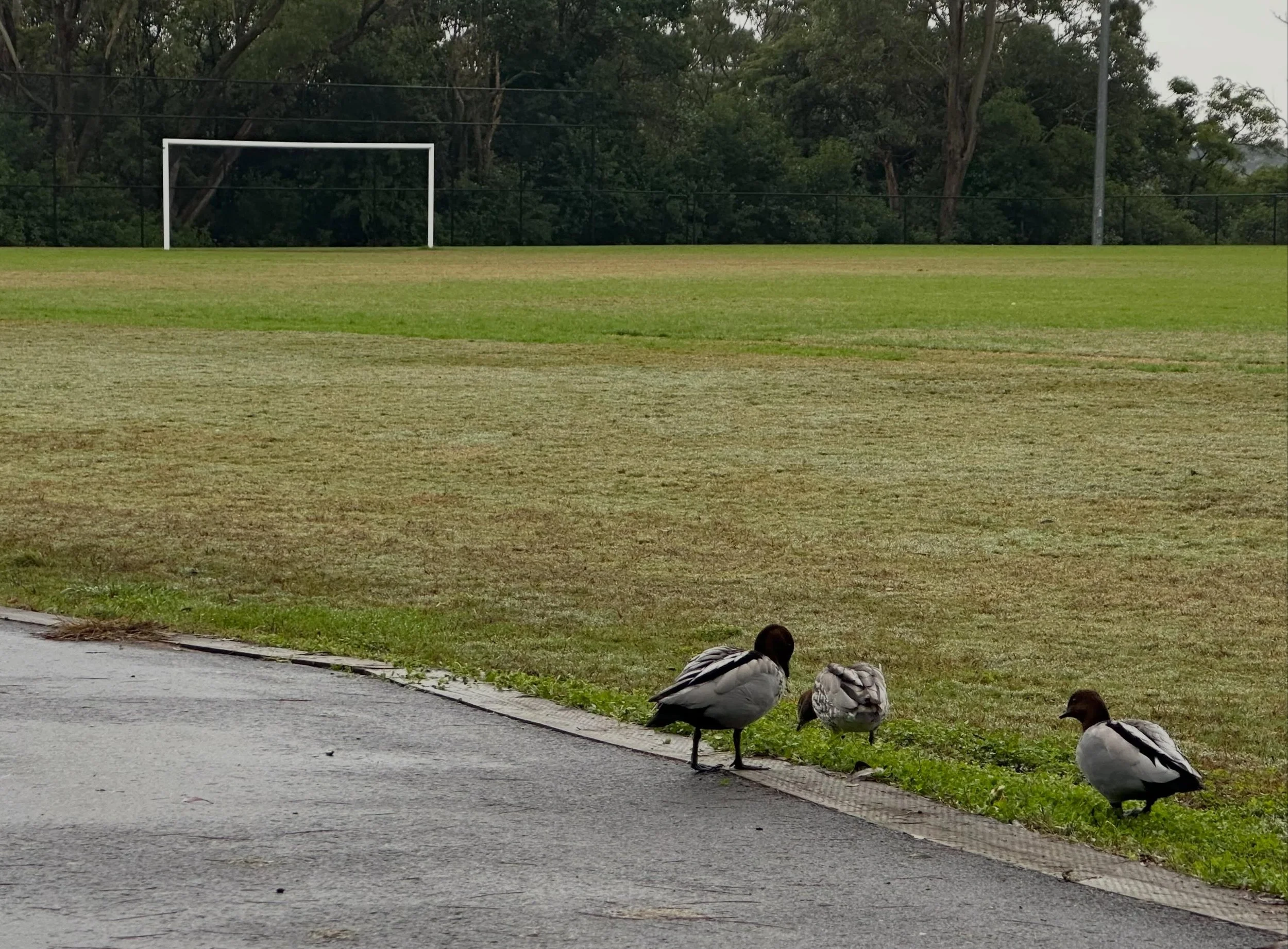 Sums this weekend up really. 🦆💦☔️
Keep an eye on Dribl for Sunday match cancellations