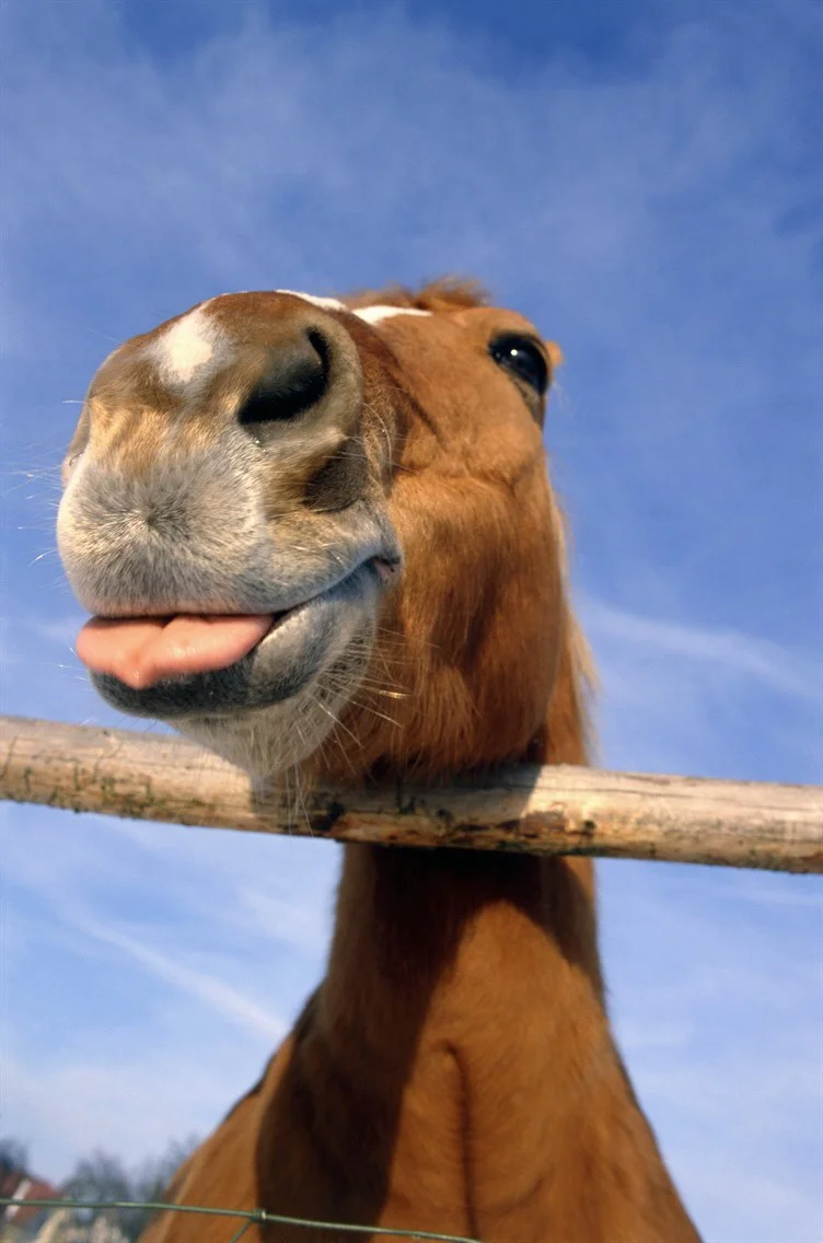 self control horse.jpg