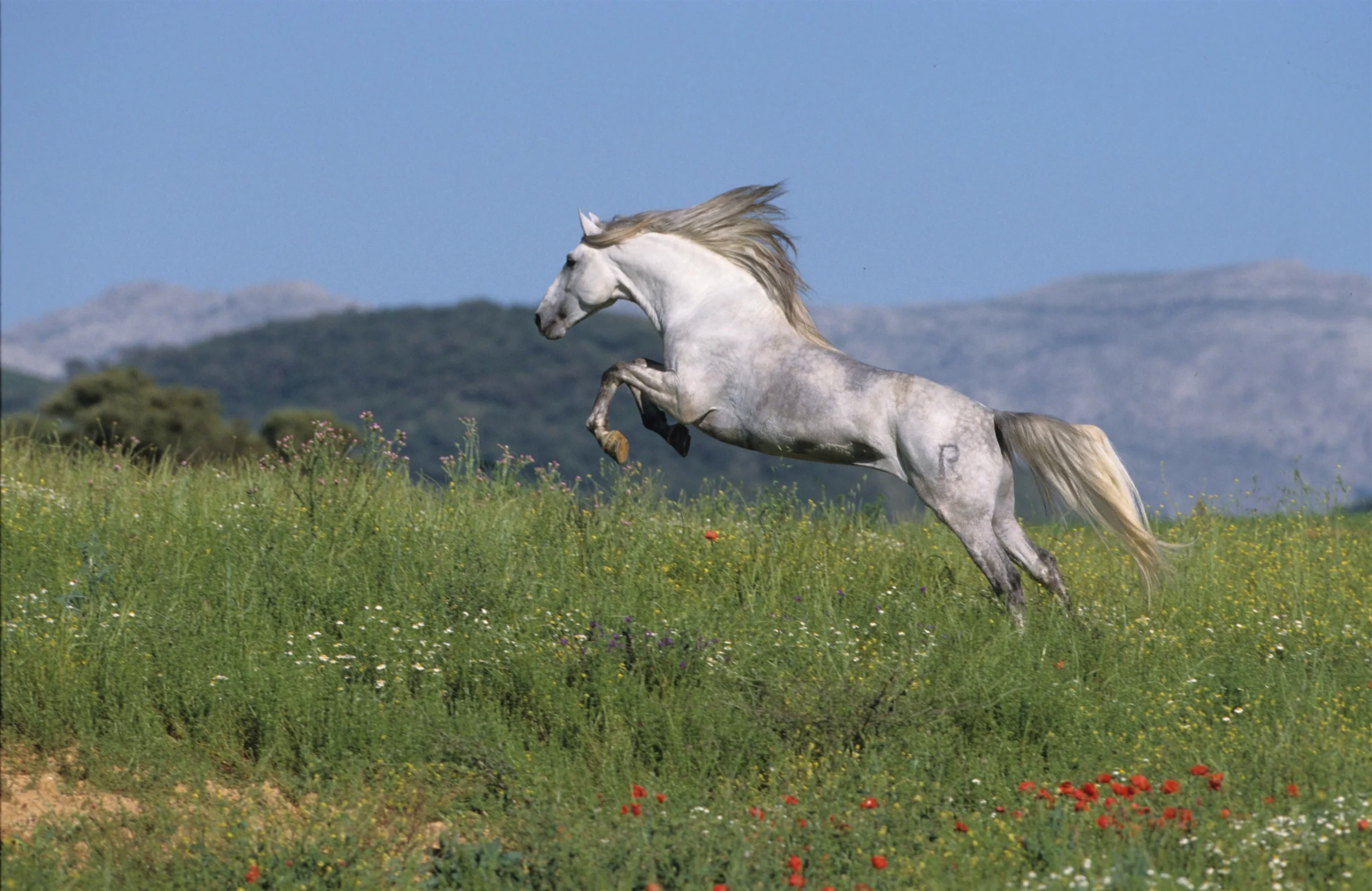 horse courage.jpg
