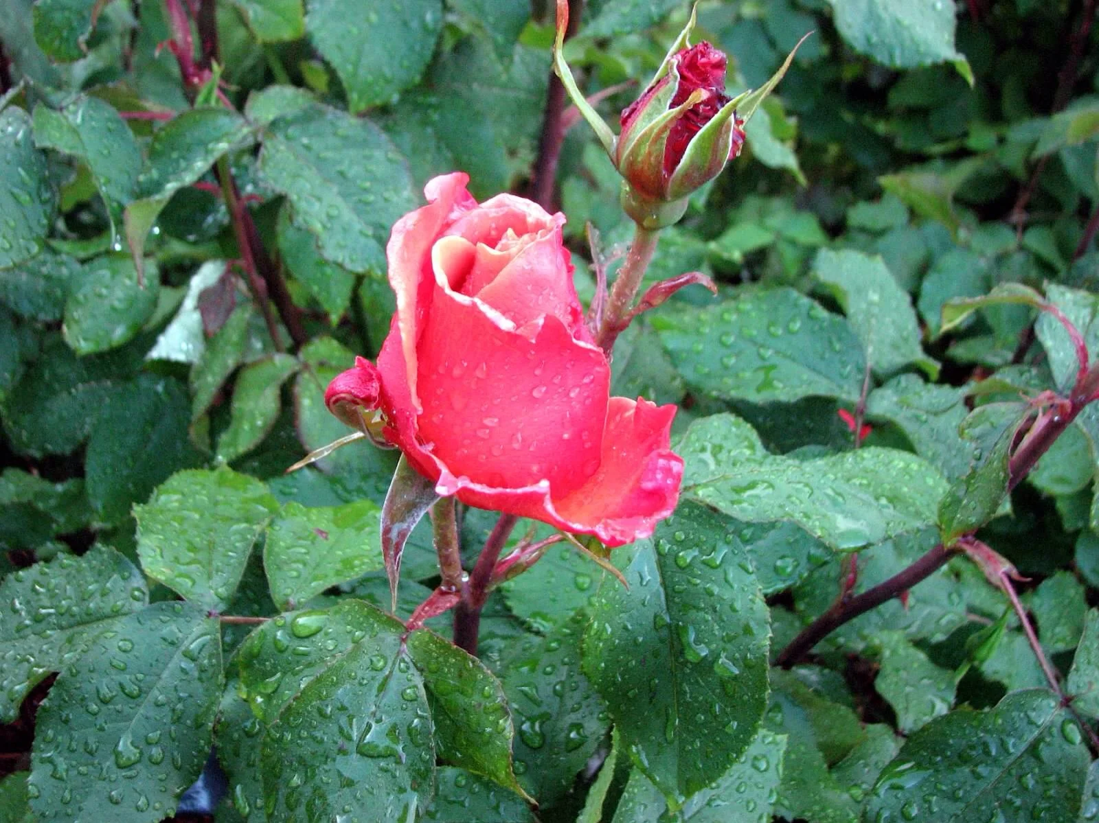 flower.jpg
