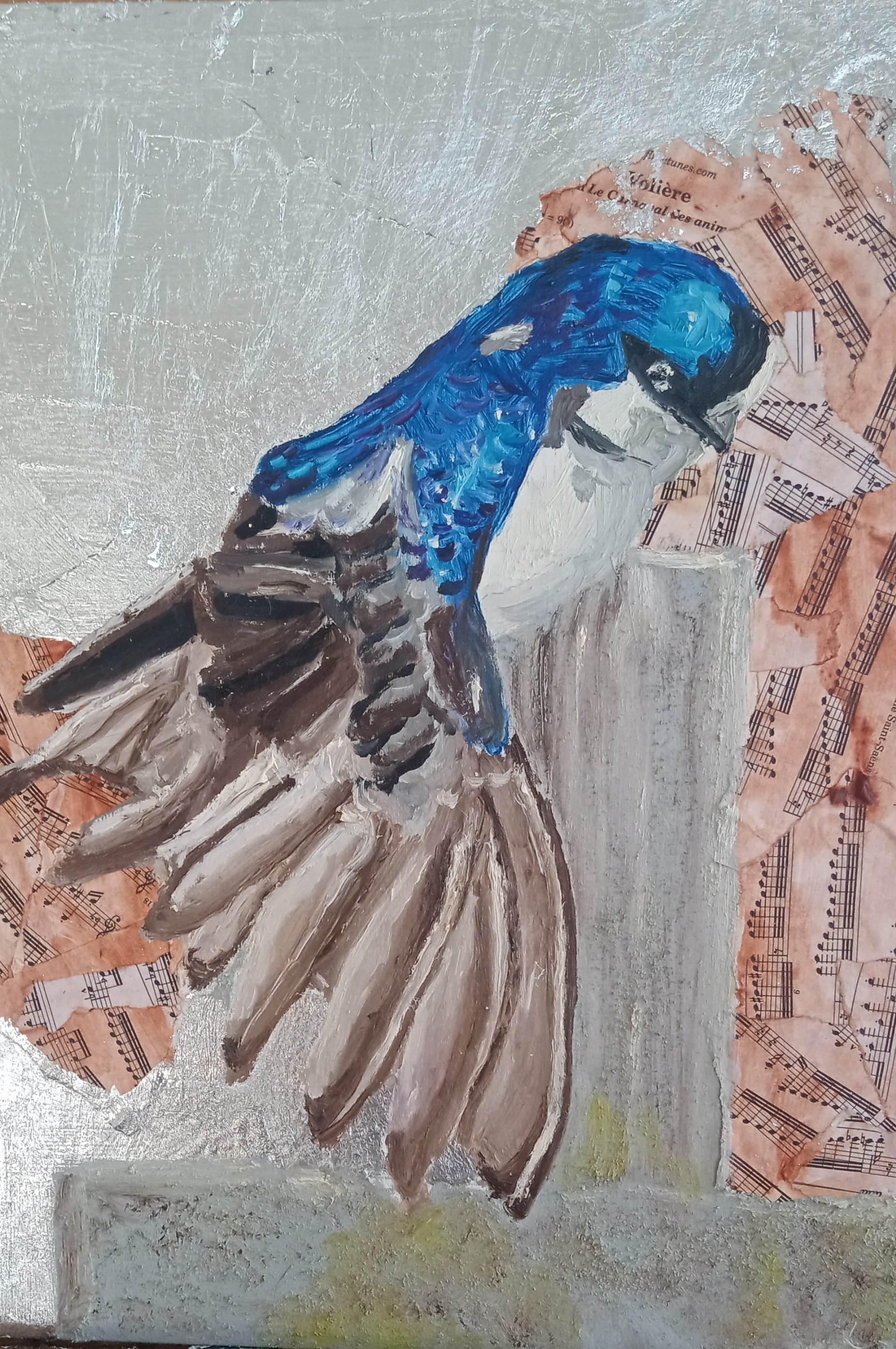 Tree Swallow