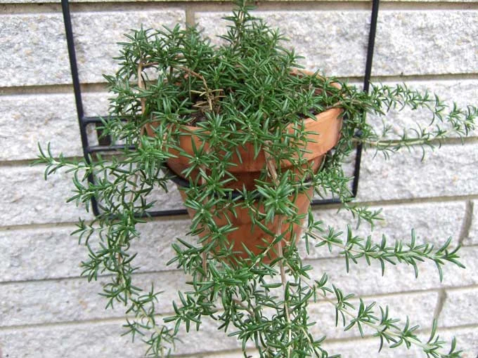 Grow a Beauty Garden.jpg