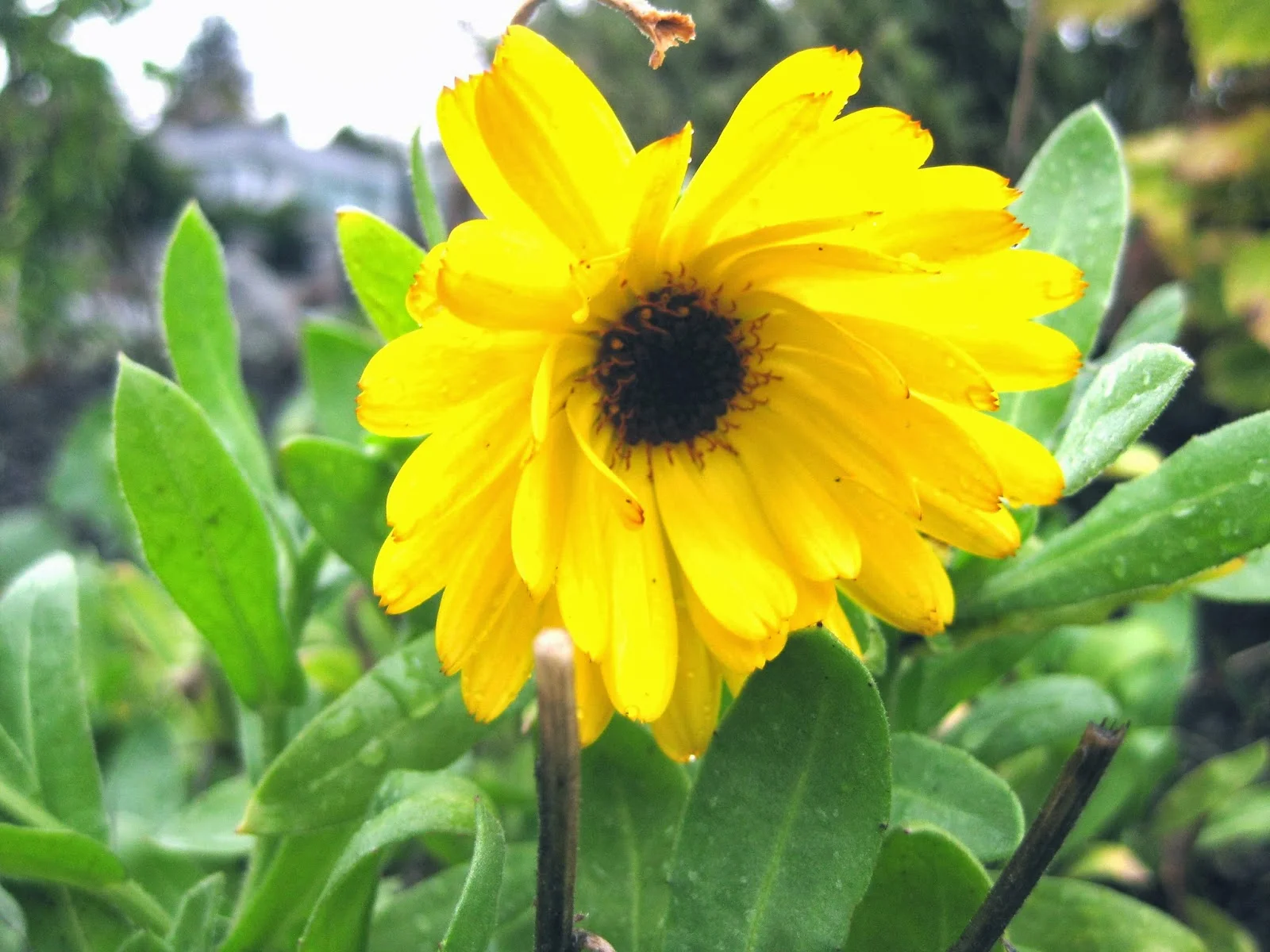 Grow a Beauty Garden.jpg