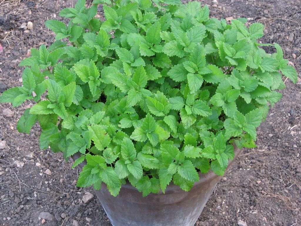 Grow a Beauty Garden.jpg