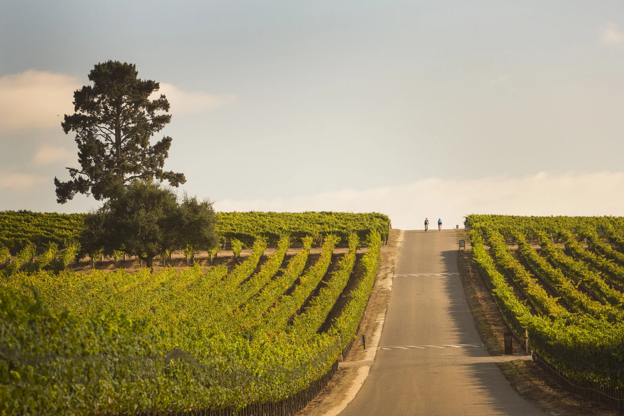 Santa Maria Valley.jpg