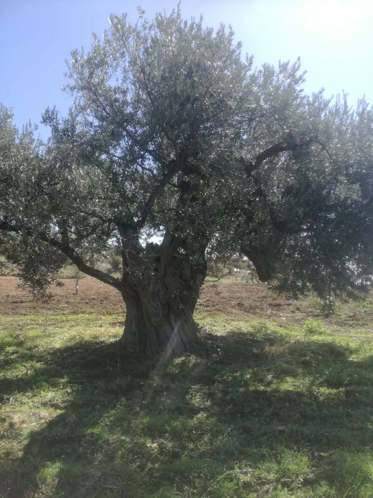 our-story-ancient-trunk-sunlit.jpg