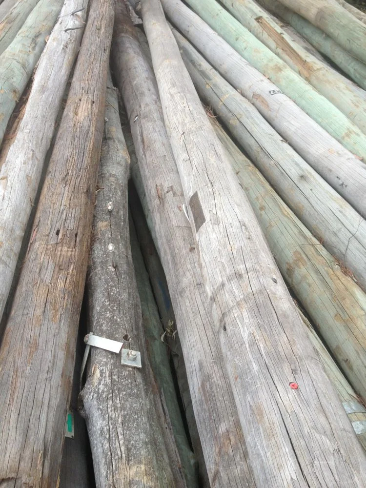 Old Telegraph poles in their raw state