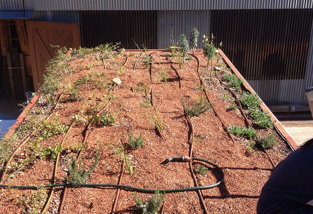 Original planting.jpg