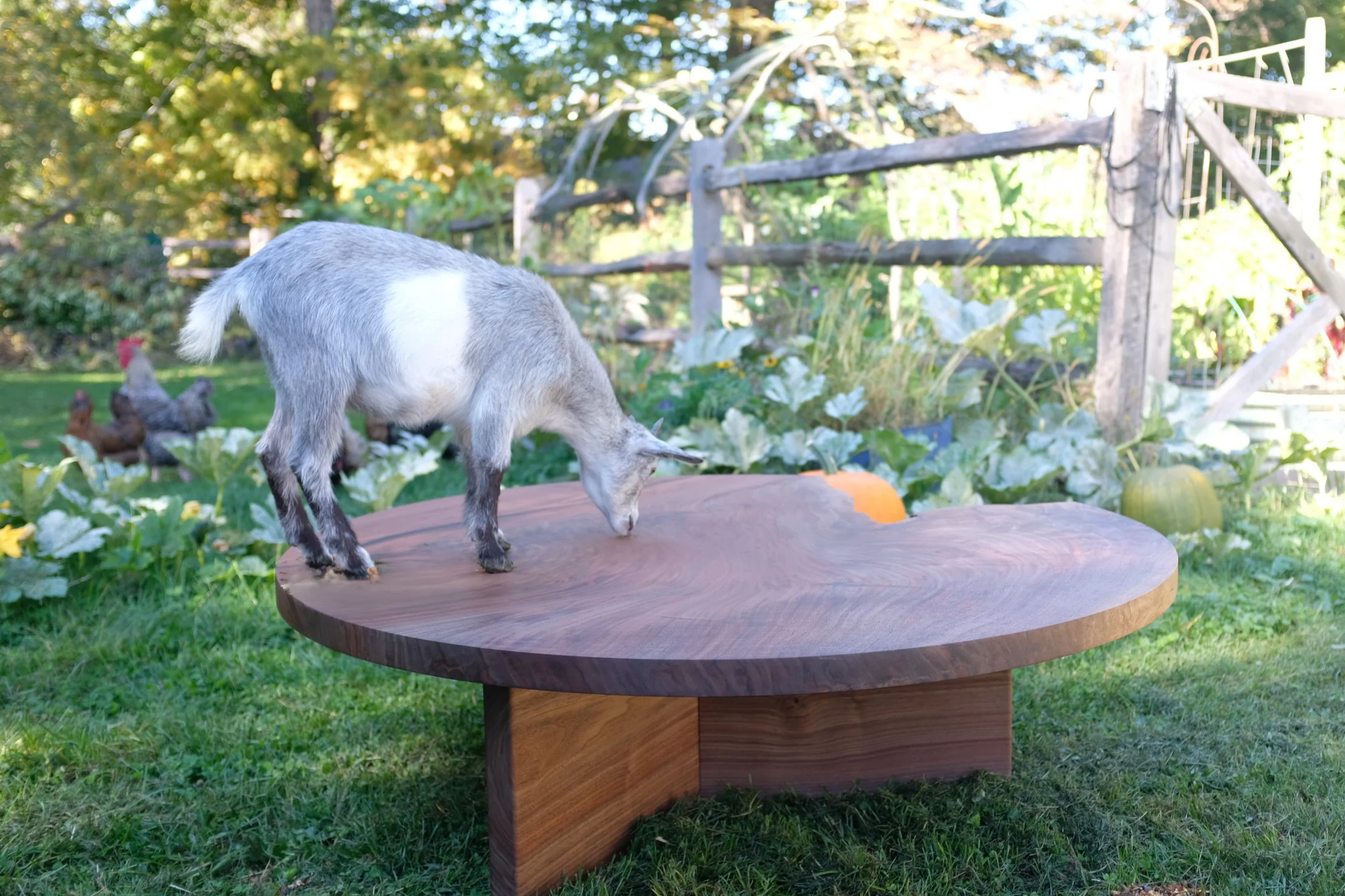 A baby goat standing on a wooden table outdoors in a garden with chickens in the background.