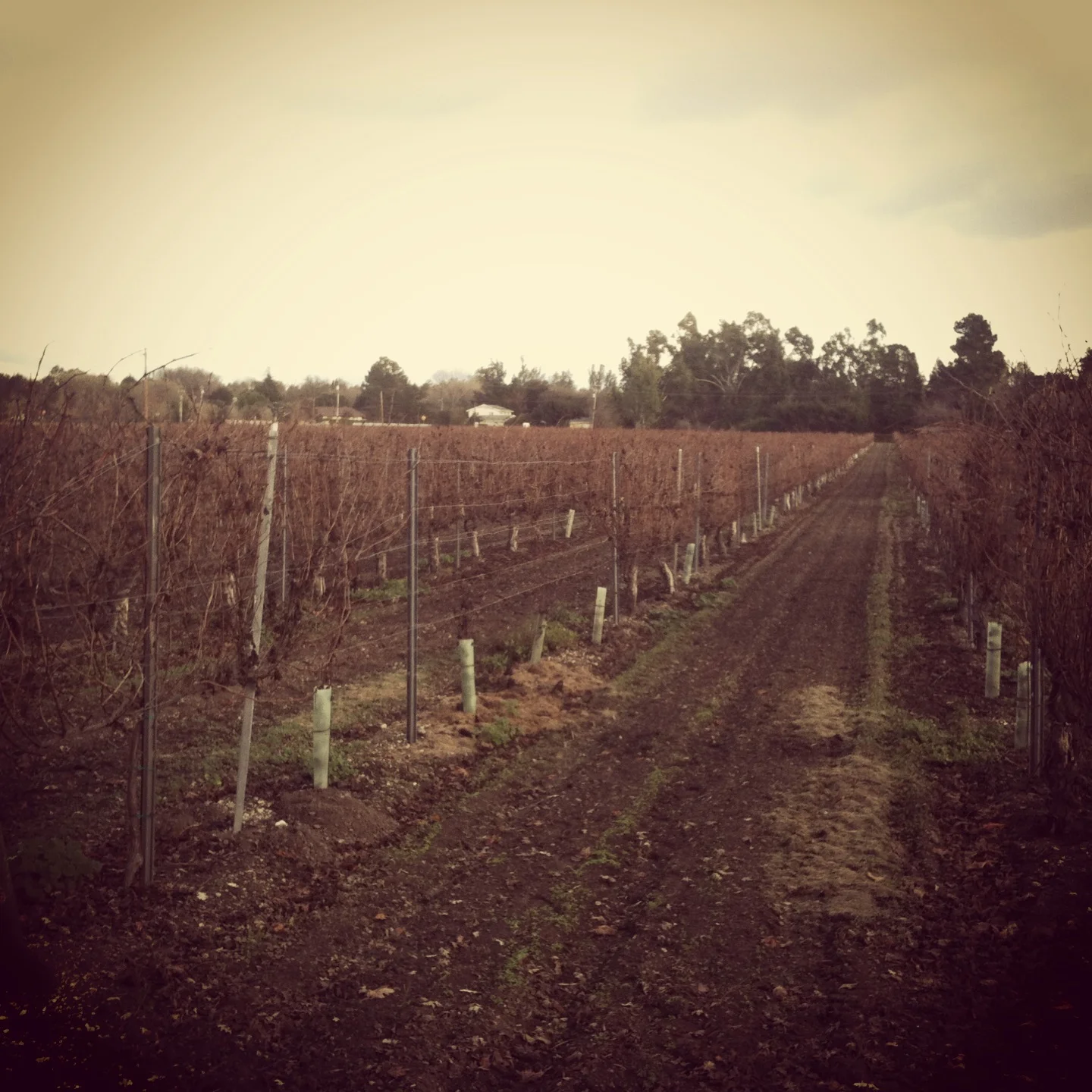 wine vines