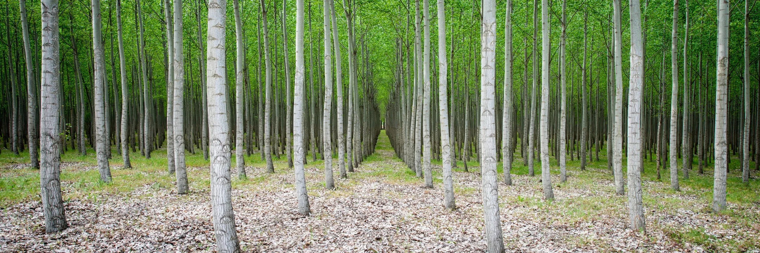 Endless Forest 12"x36"