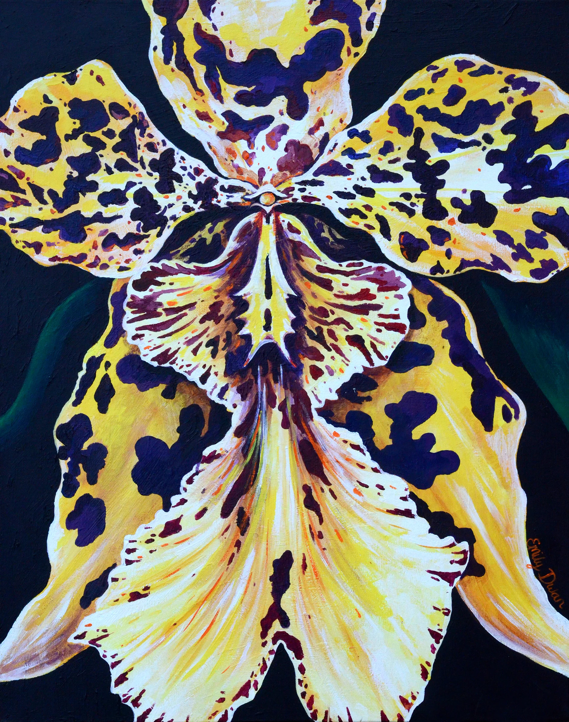 BEARDED LADY ORCHID
