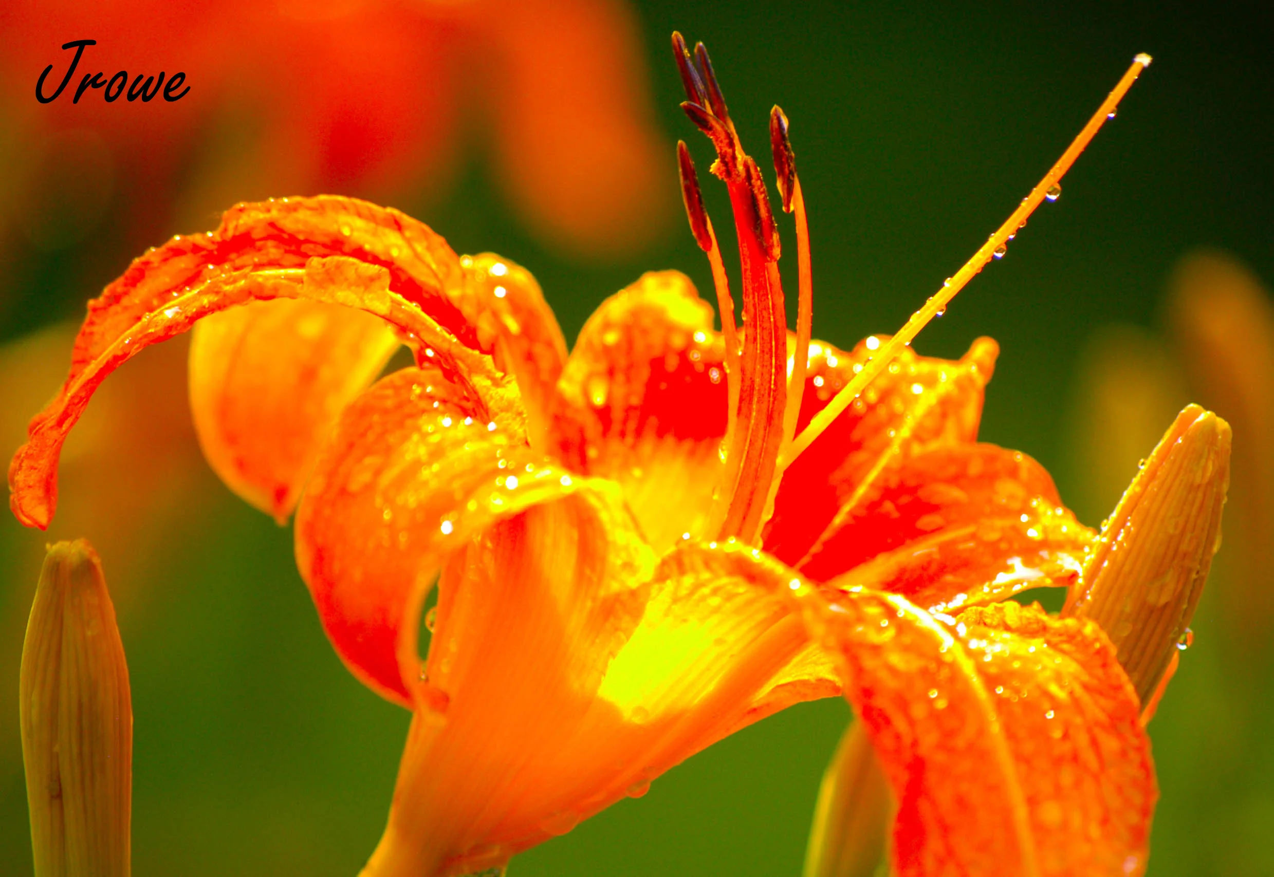 summer 2008 010 logo.jpg