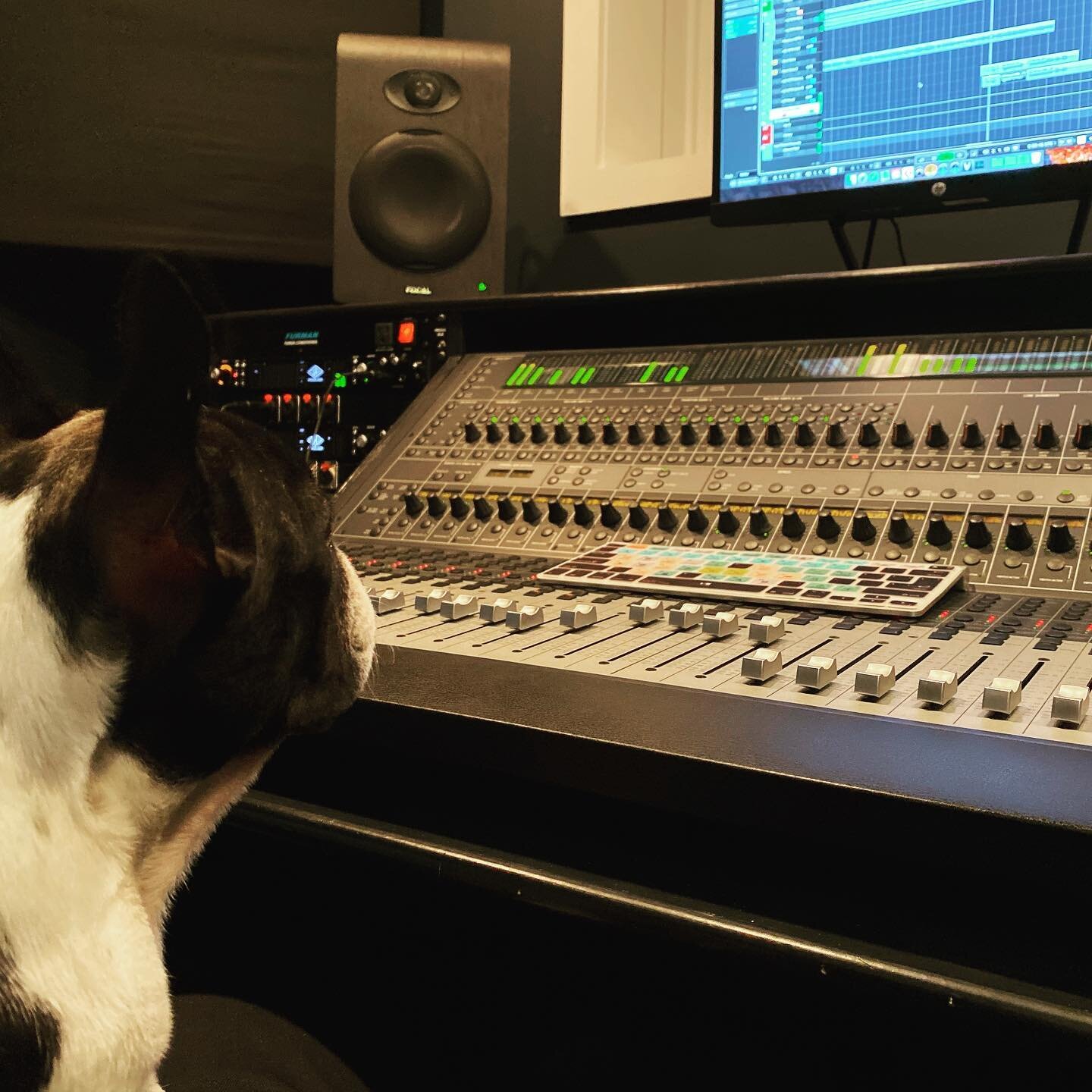 @minnie_moo_frenchie is in the studio supervising a production. #frenchbulldog #singer #songwriter #newjersey #recordingstudio #studio