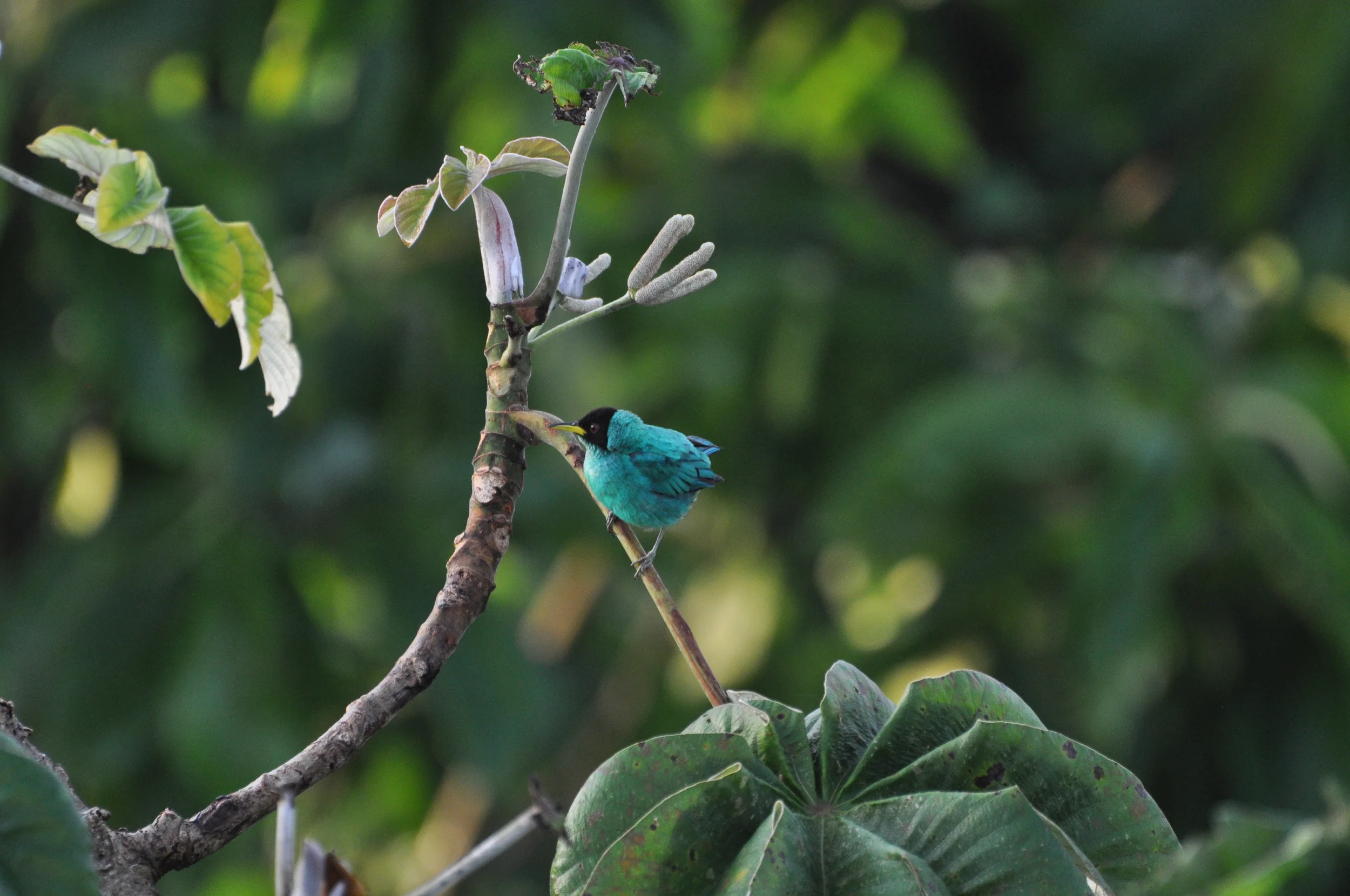 DSC_0225.JPG