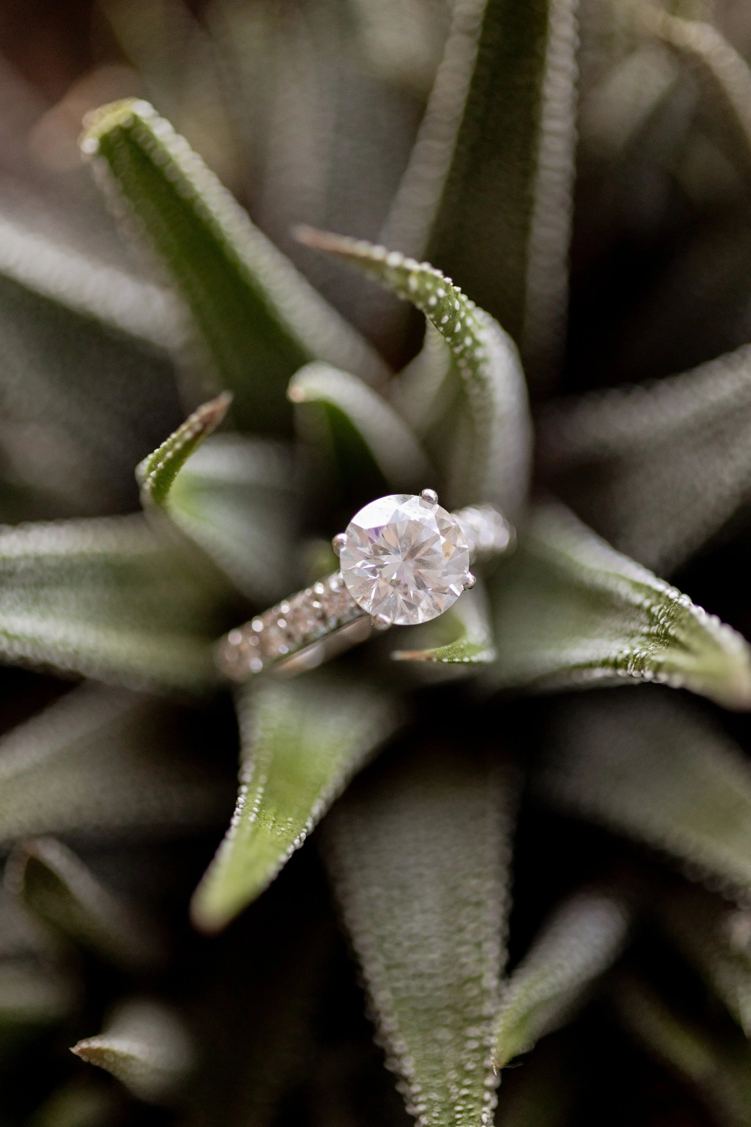 Augusta Georgia wedding photographer