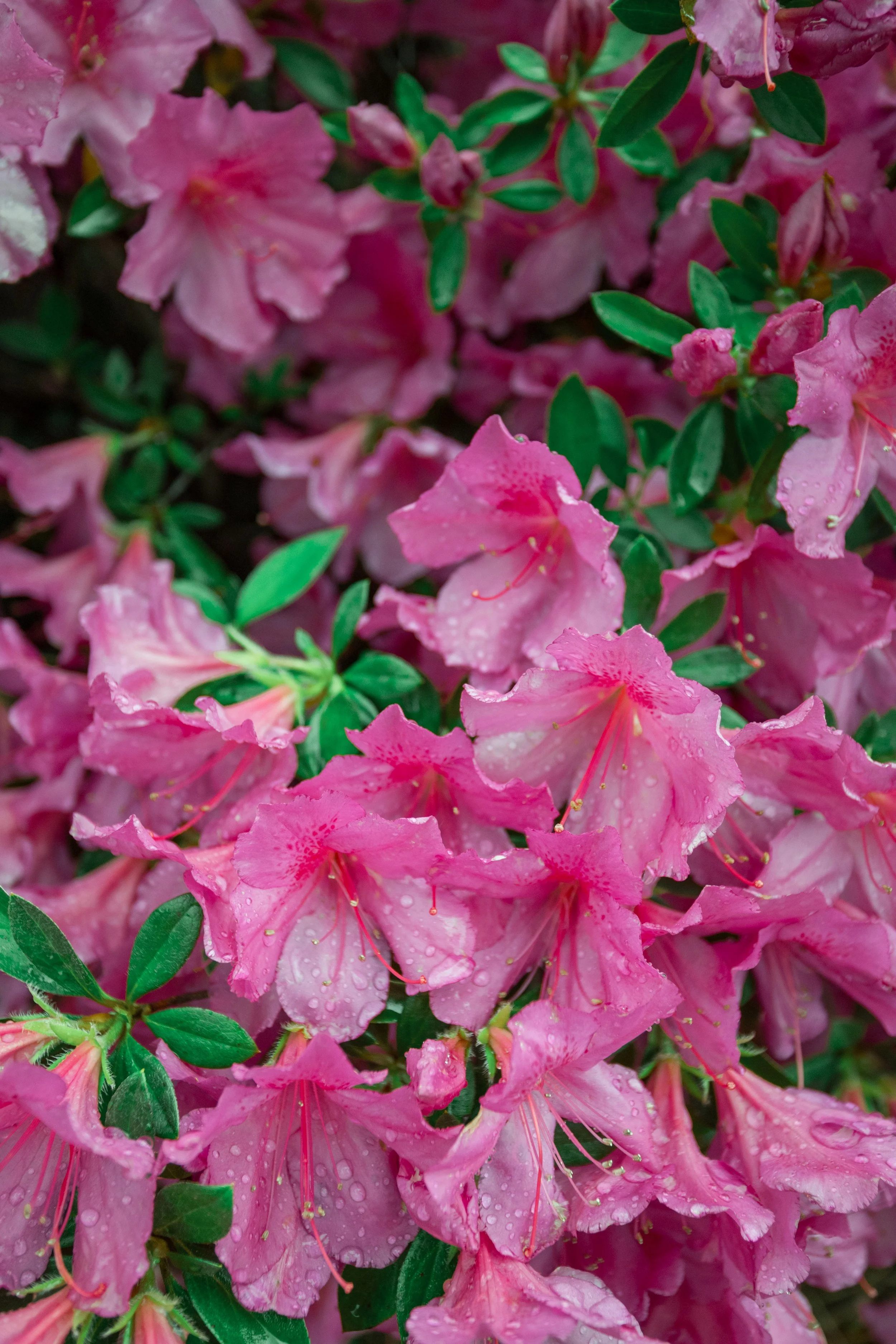 Augusta Georgia Photographer | Evans Georgia Photographer | Spring Break & The Masters