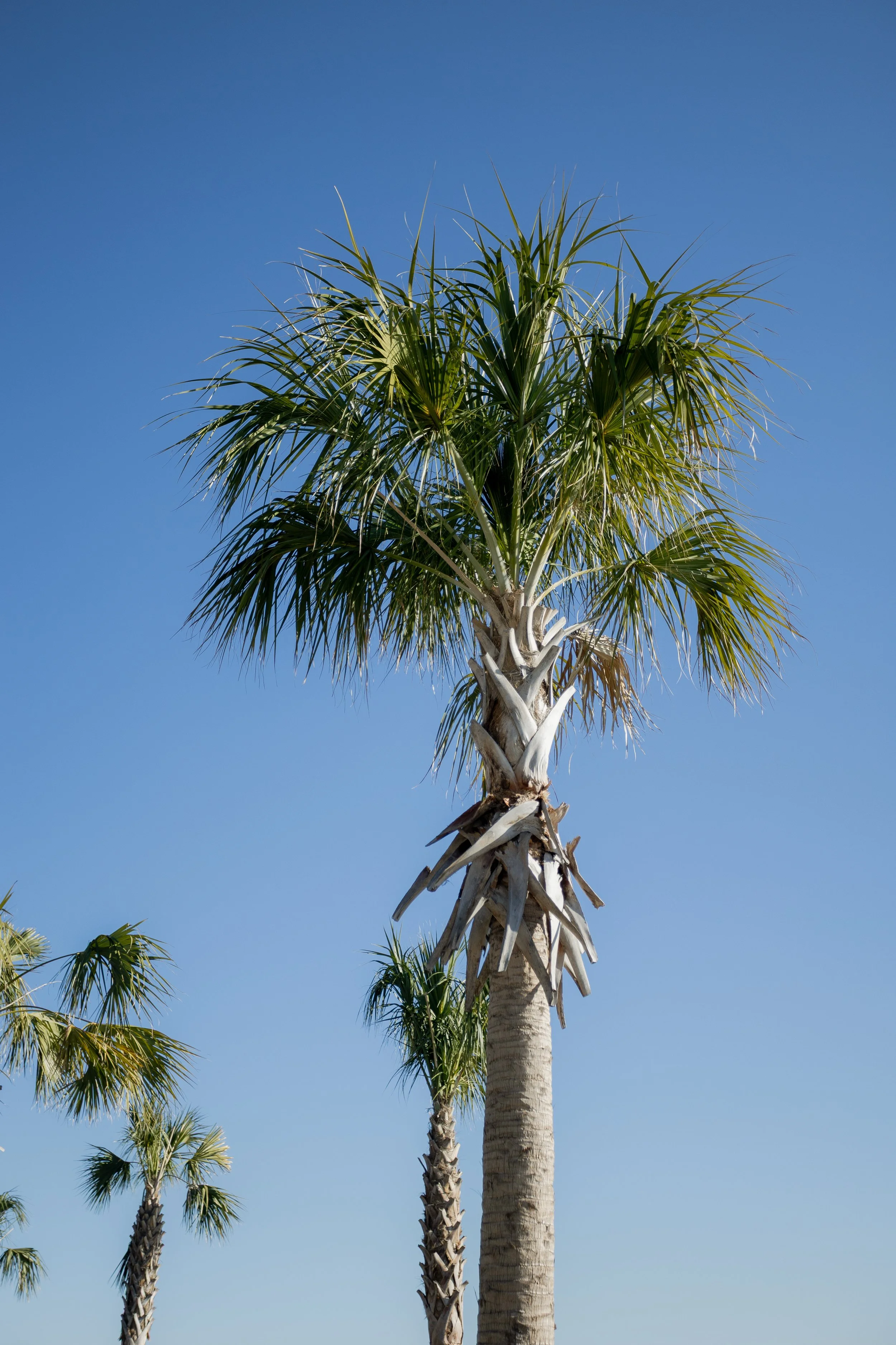 Aiken South Carolina wedding photographer