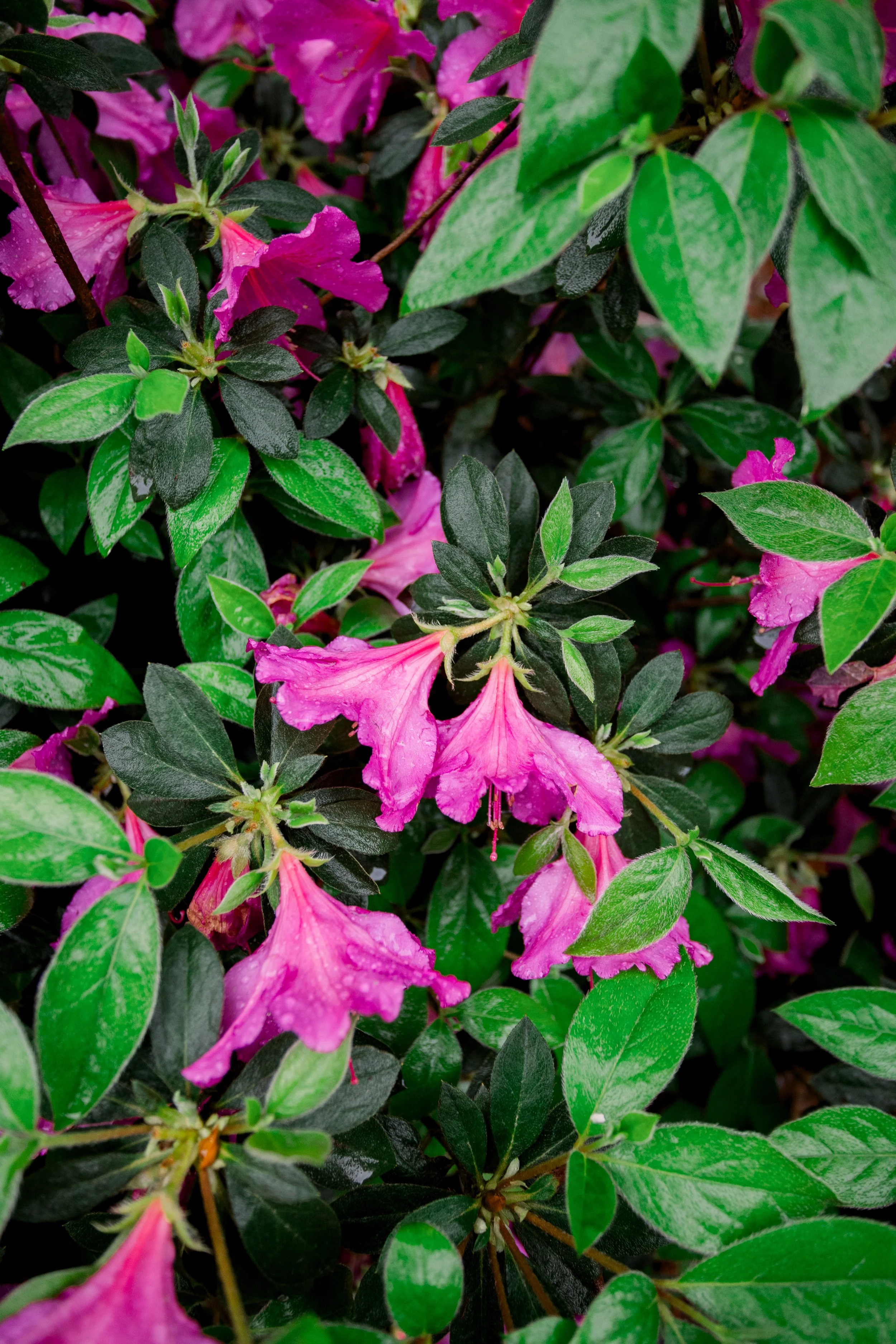 Augusta Georgia photographer