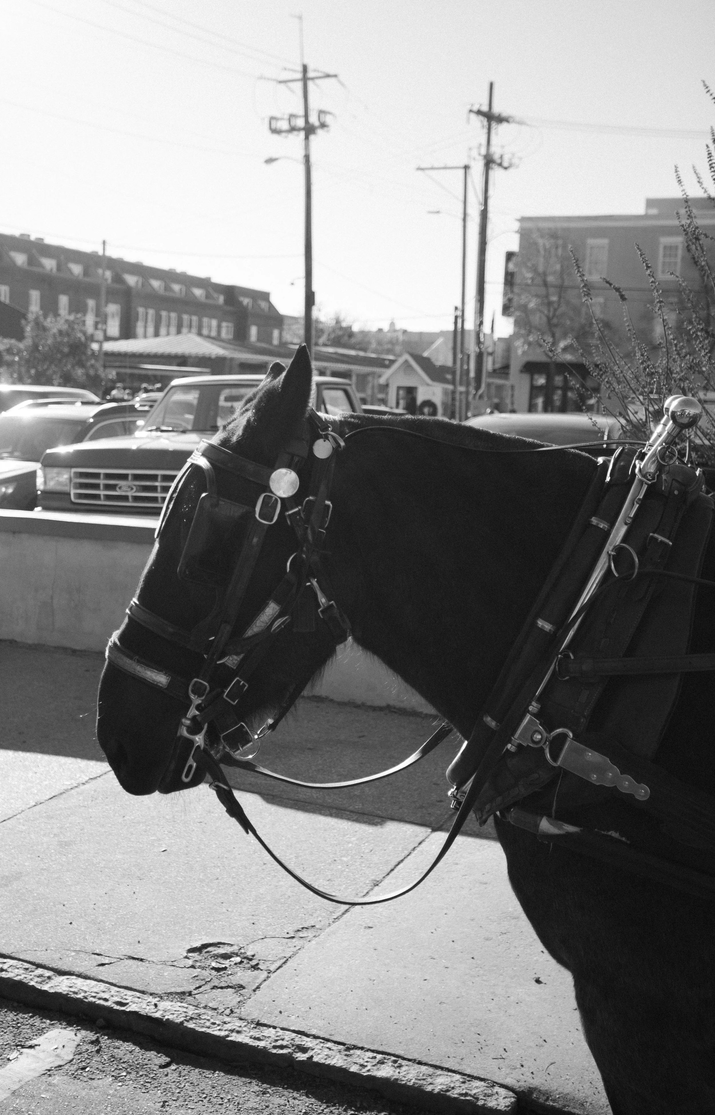 Aiken South Carolina wedding photographer