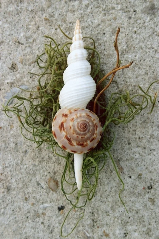 We love the use of sea shells for a Boutonnière and this one is particularly lovely because of the composition of the two shells. 