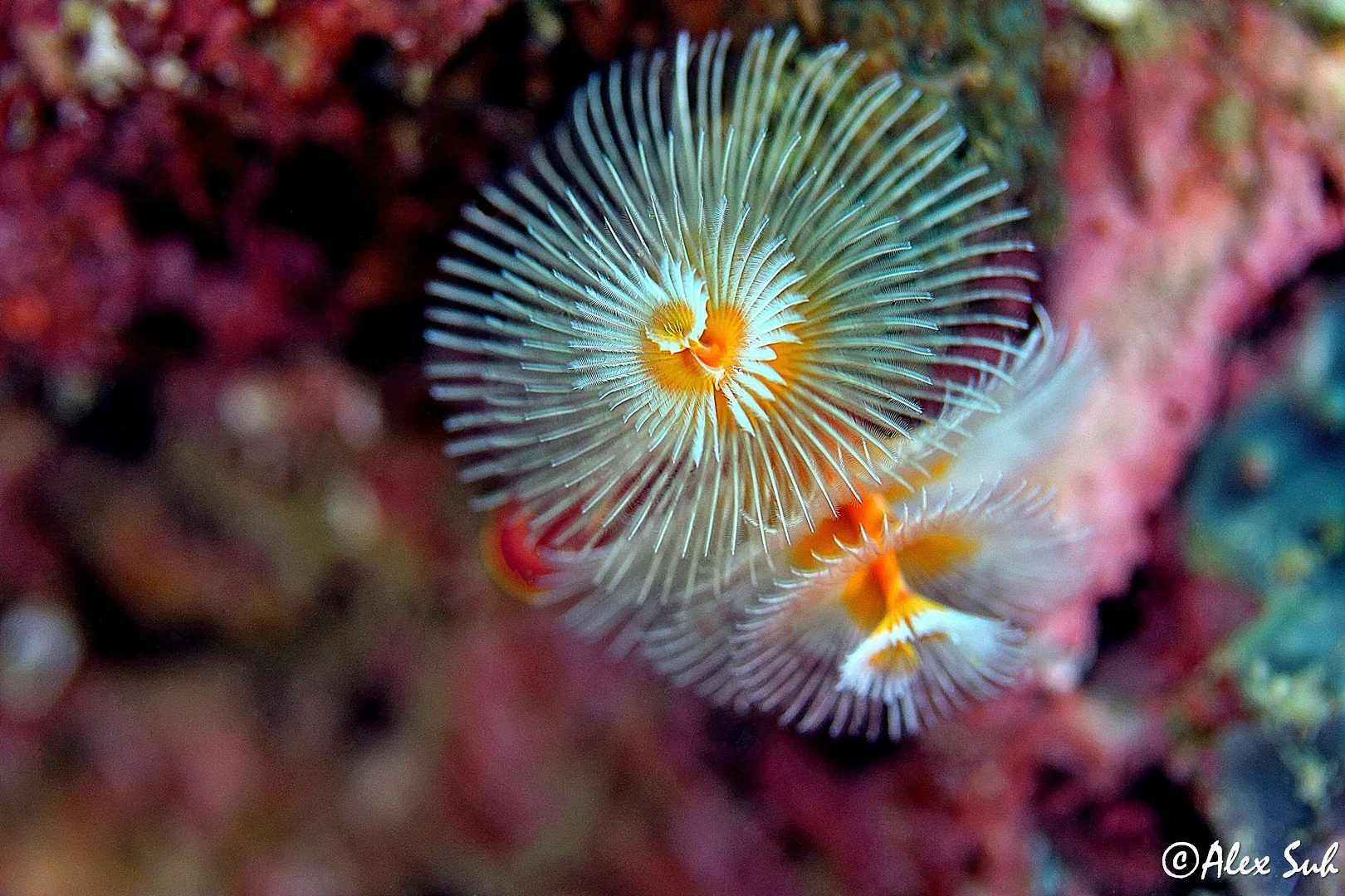 Christmas Tree Worm