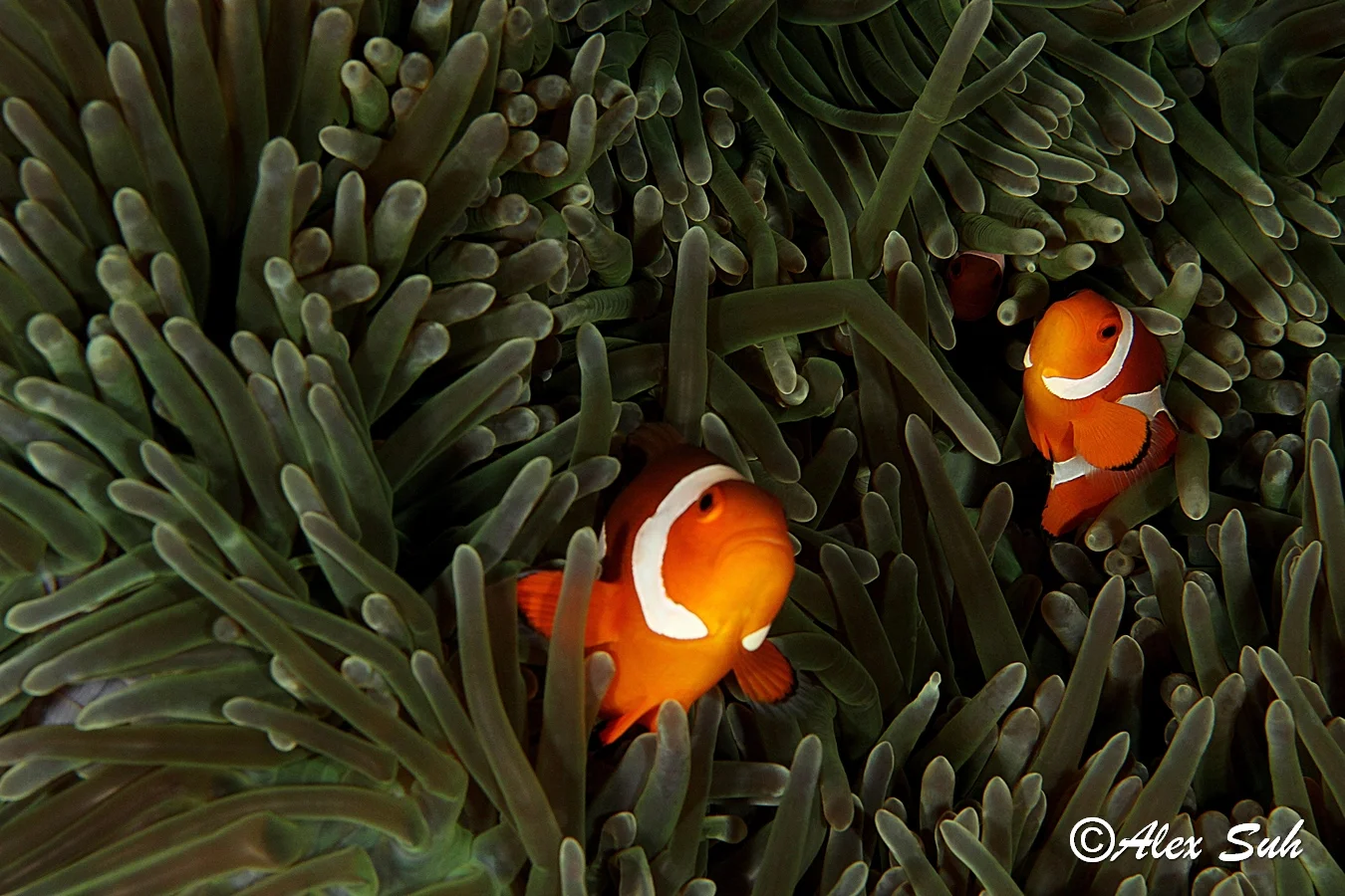Percula Clown