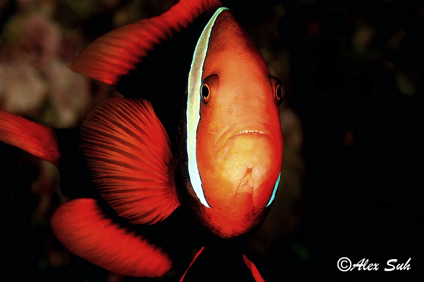 Tomato Clown Fish Upclose