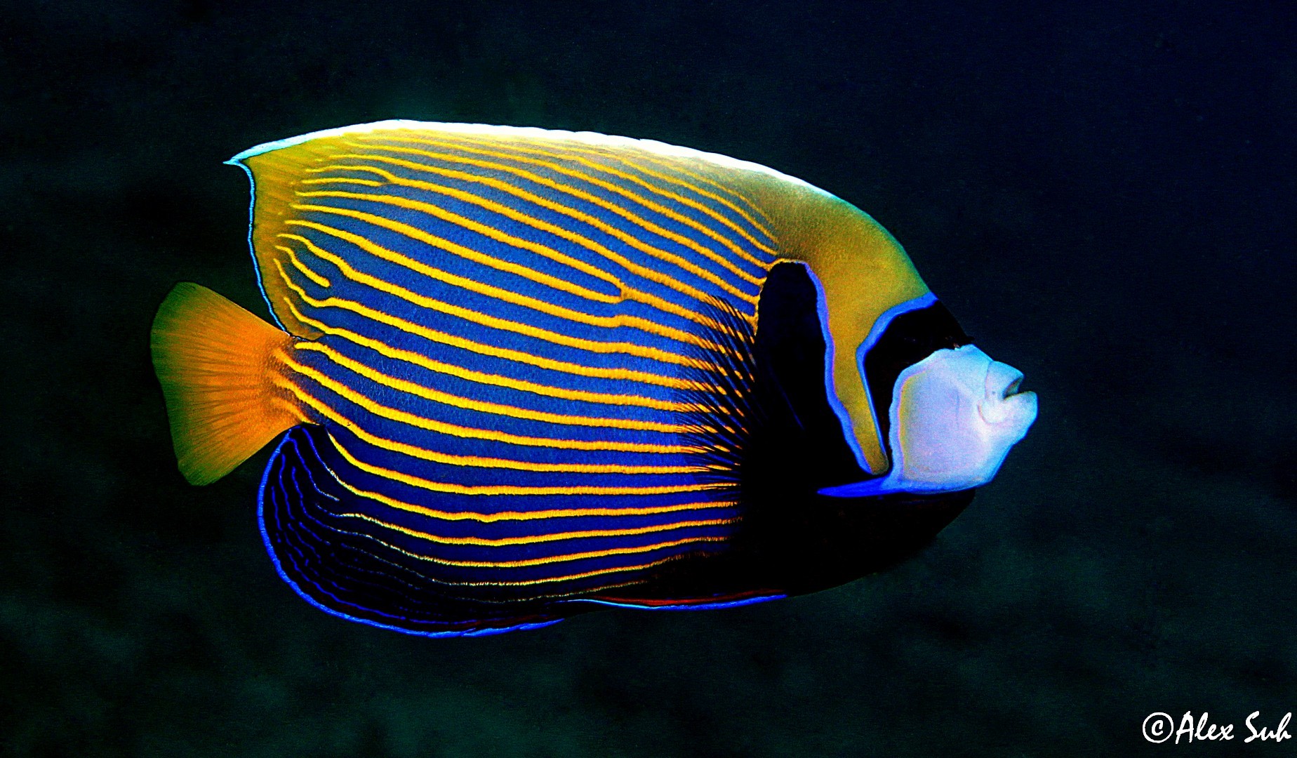 Emperor Angelfish (Pomacanthus imperator)