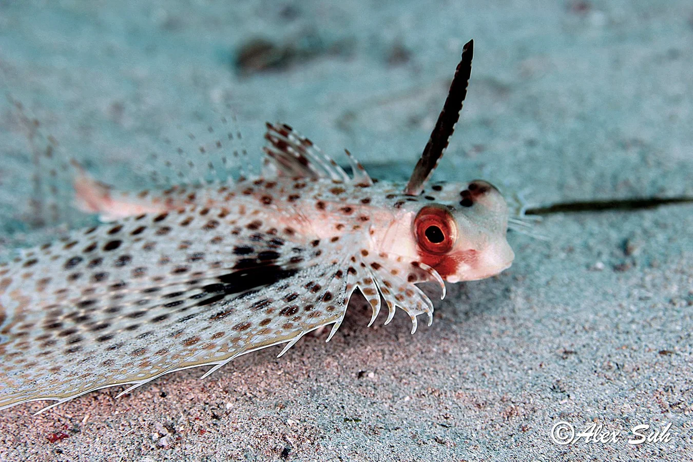 Flying or Helmet Gurnard Fish, (Dactylopterus volitans)