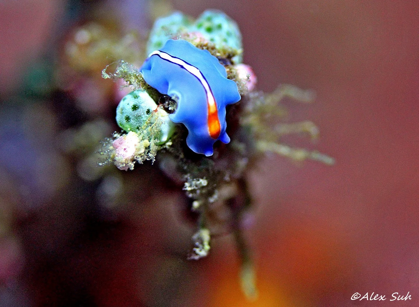 Flatworm
