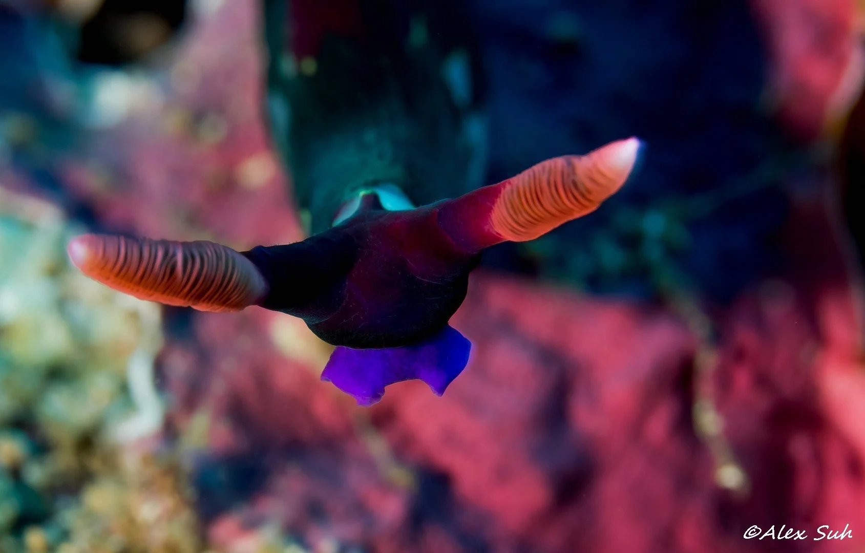 Chamberlain's Nembrotha (Nembrotha chamberlaini)