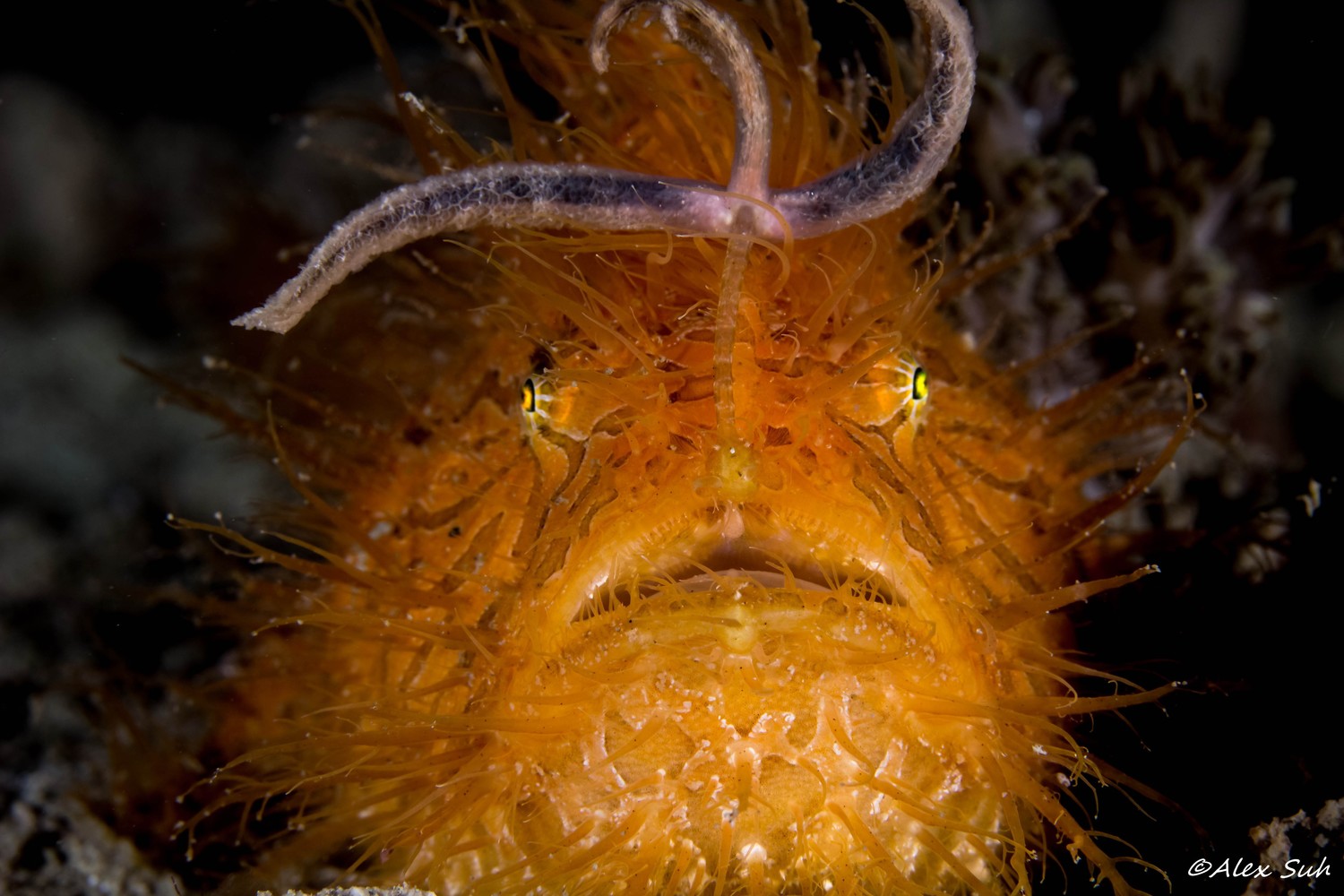 Hairy Frogfish — Dive Wet