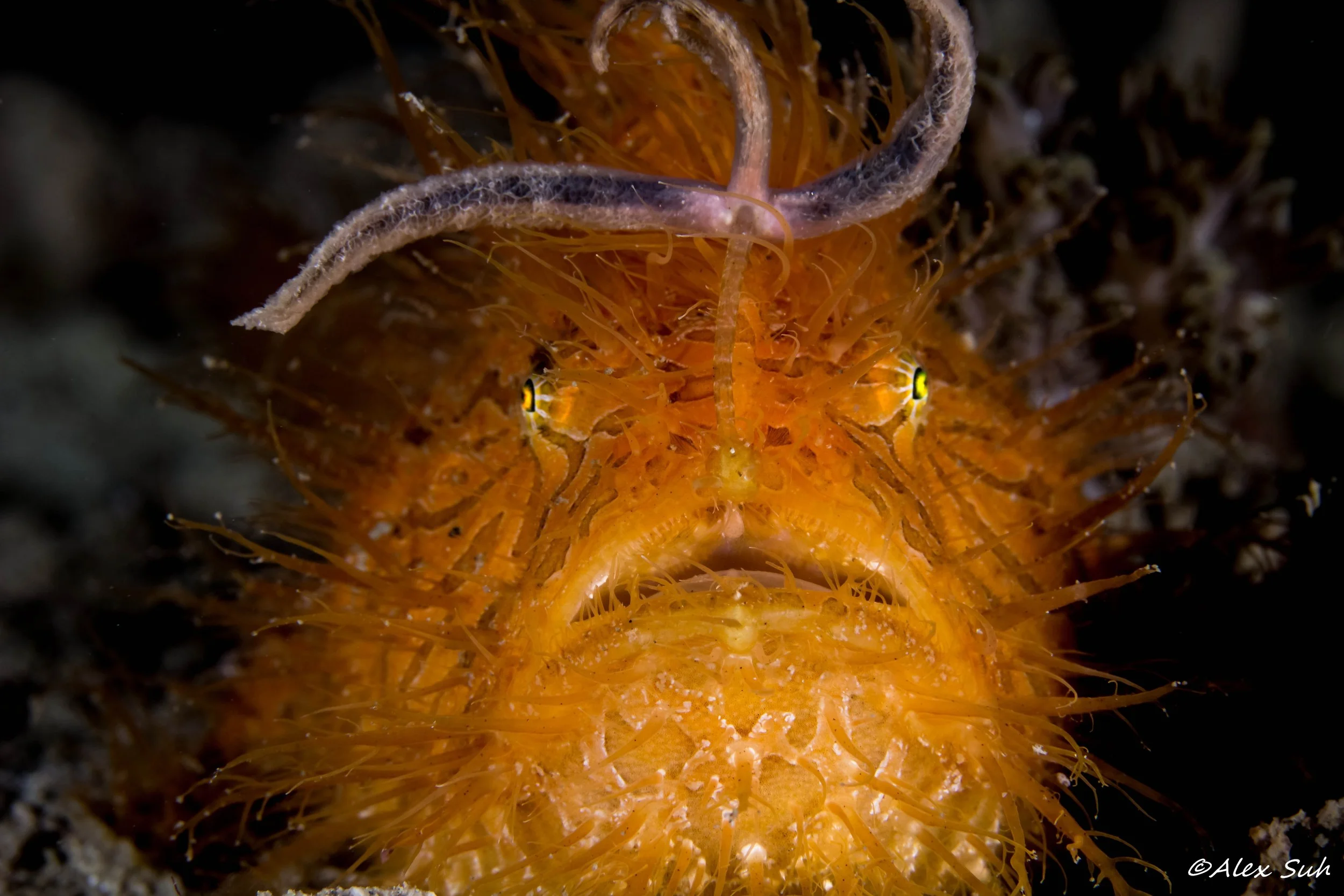 Hairy Frogfish Wiggling Worm