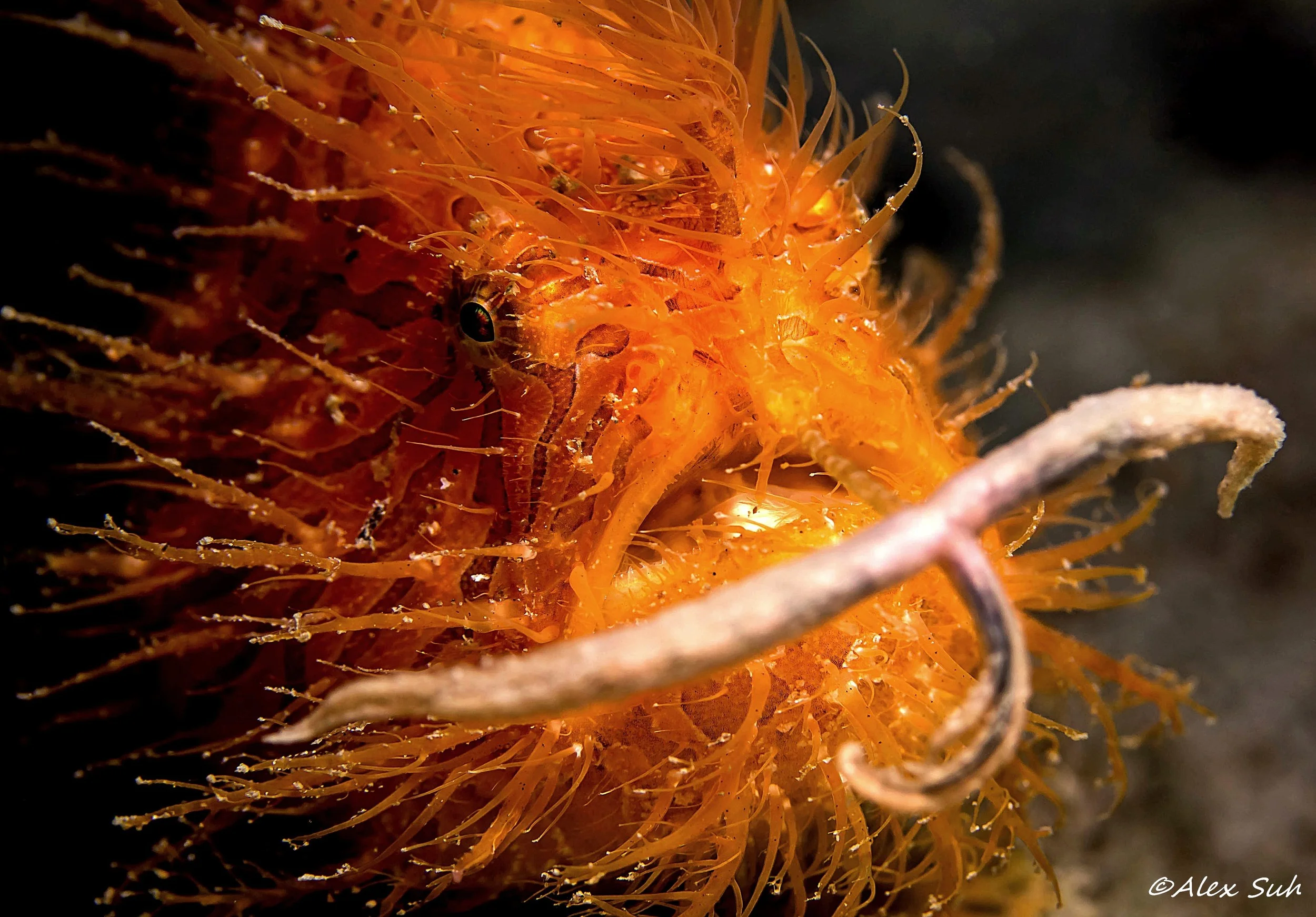 Hairy Frogfish Wiggling Worm