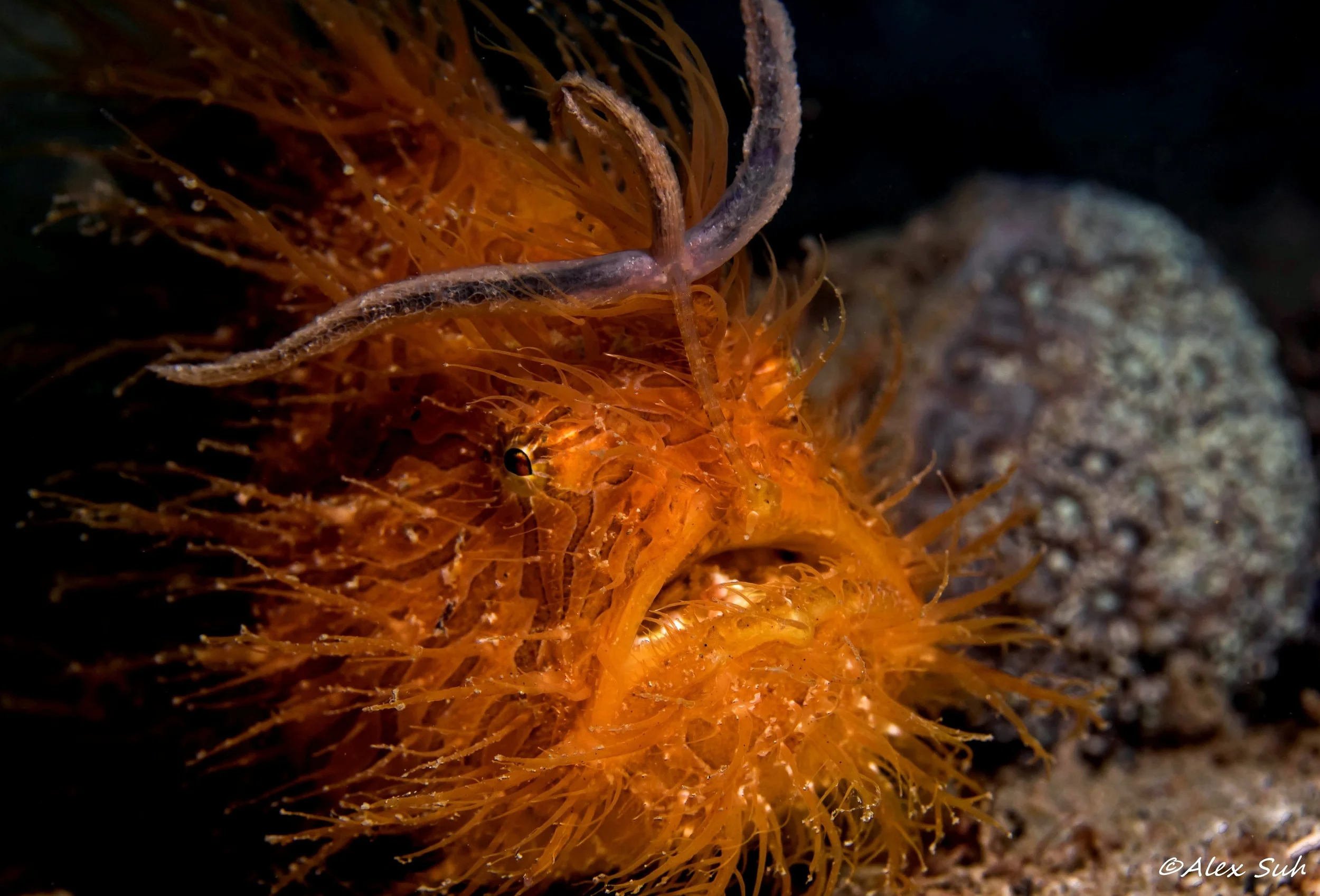 Hairy Frogfish Wiggling Worm